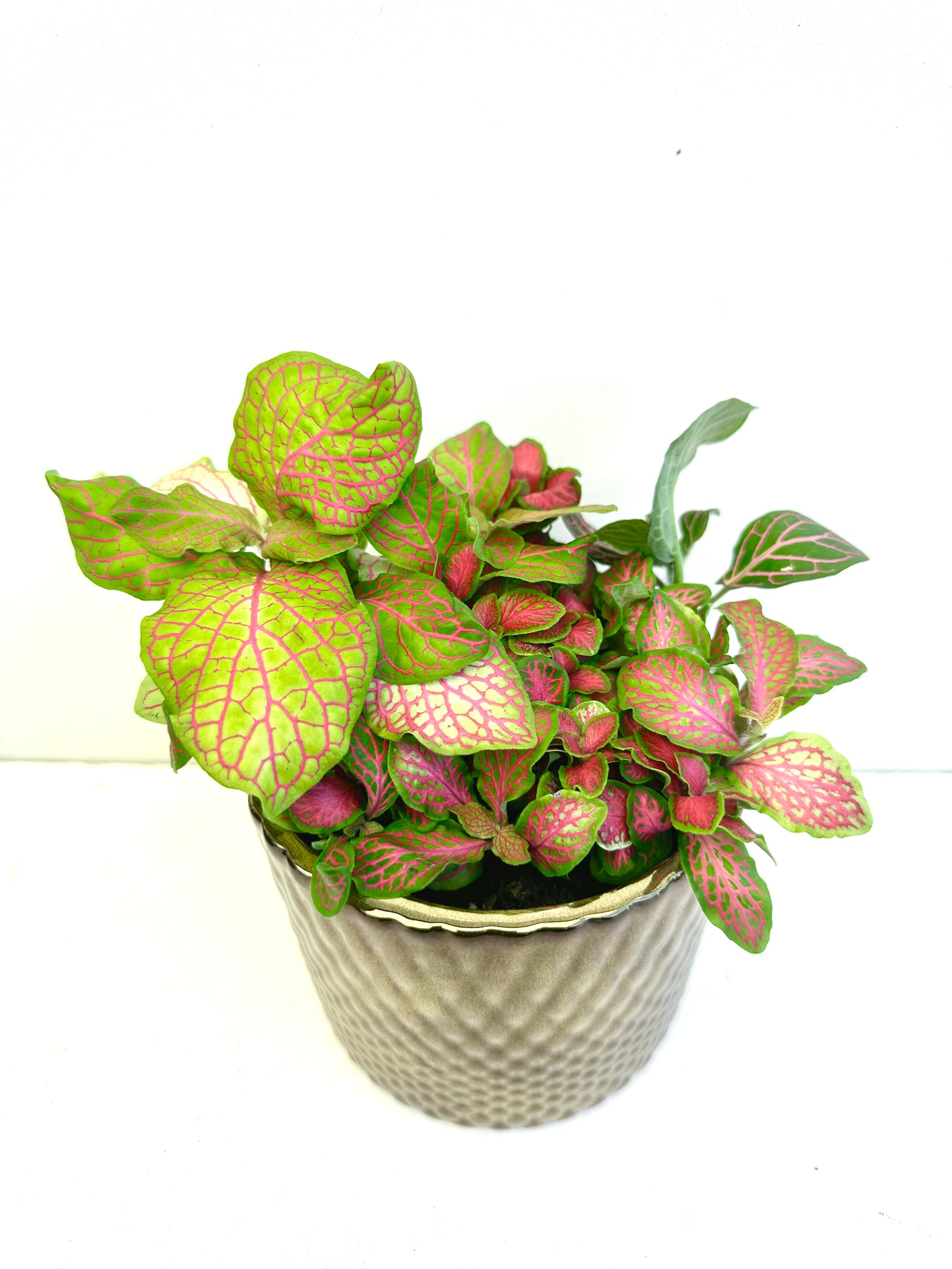 Fittonia Assorted in Ceramics 9CM - Urban Lush NZ