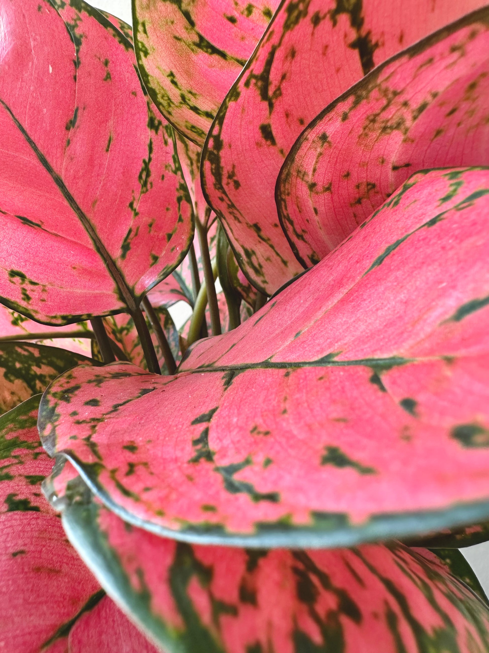 Aglaonema Red Lady 17cm - Urban Lush NZ