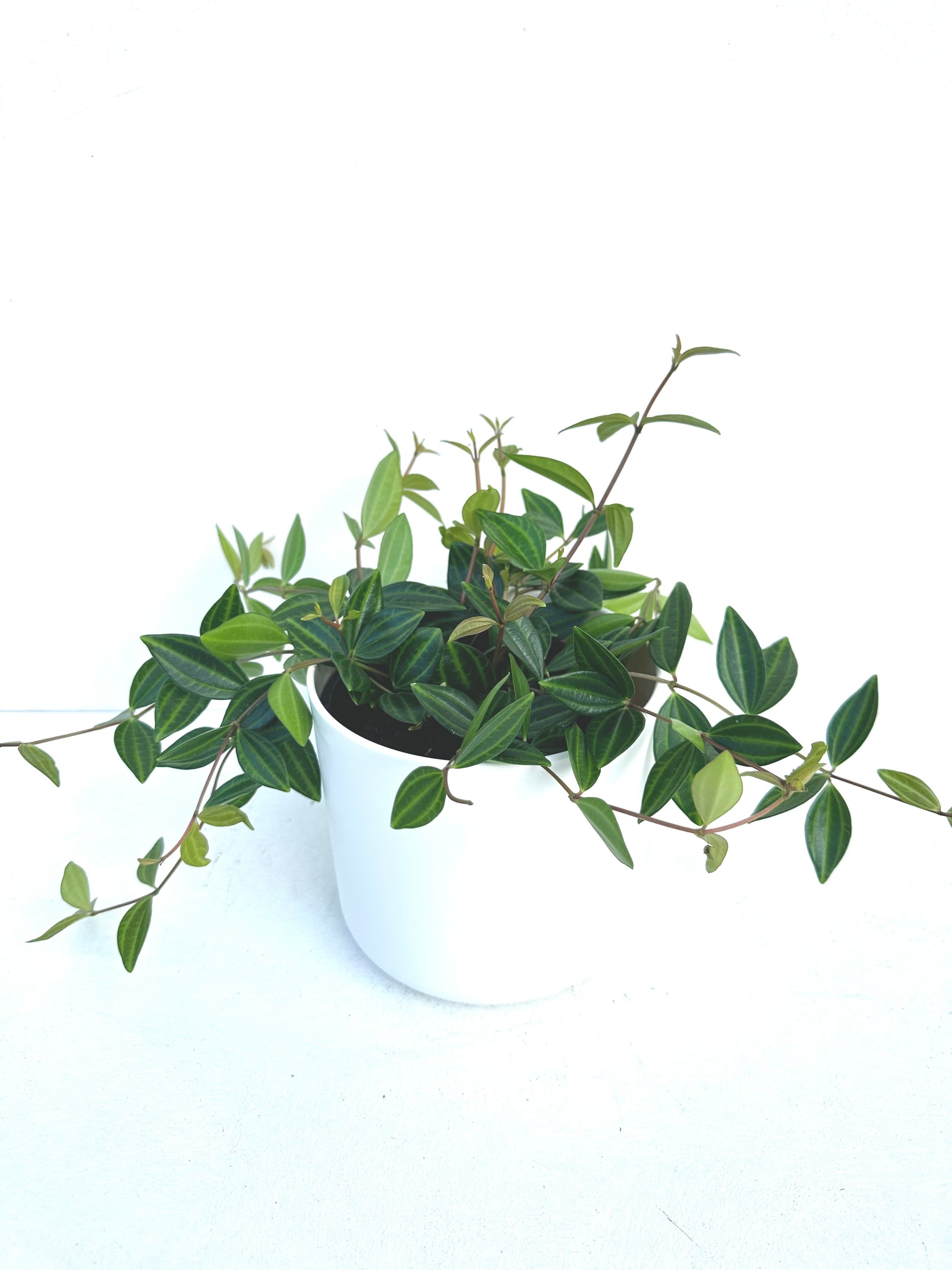 Pepermia Rocca Verde 12cm - Urban Lush NZ