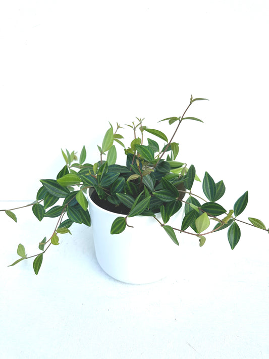 Pepermia Rocca Verde 12cm - Urban Lush NZ