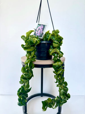 Hoya Hindu Rope in Basket