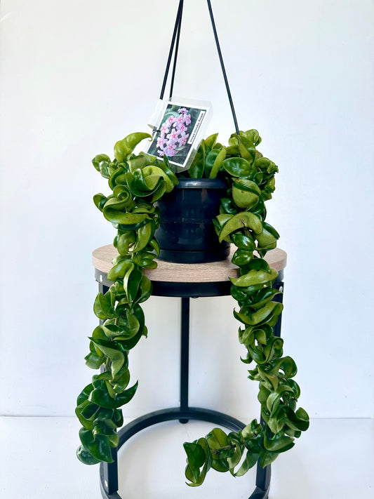 Hoya Hindu Rope in Basket