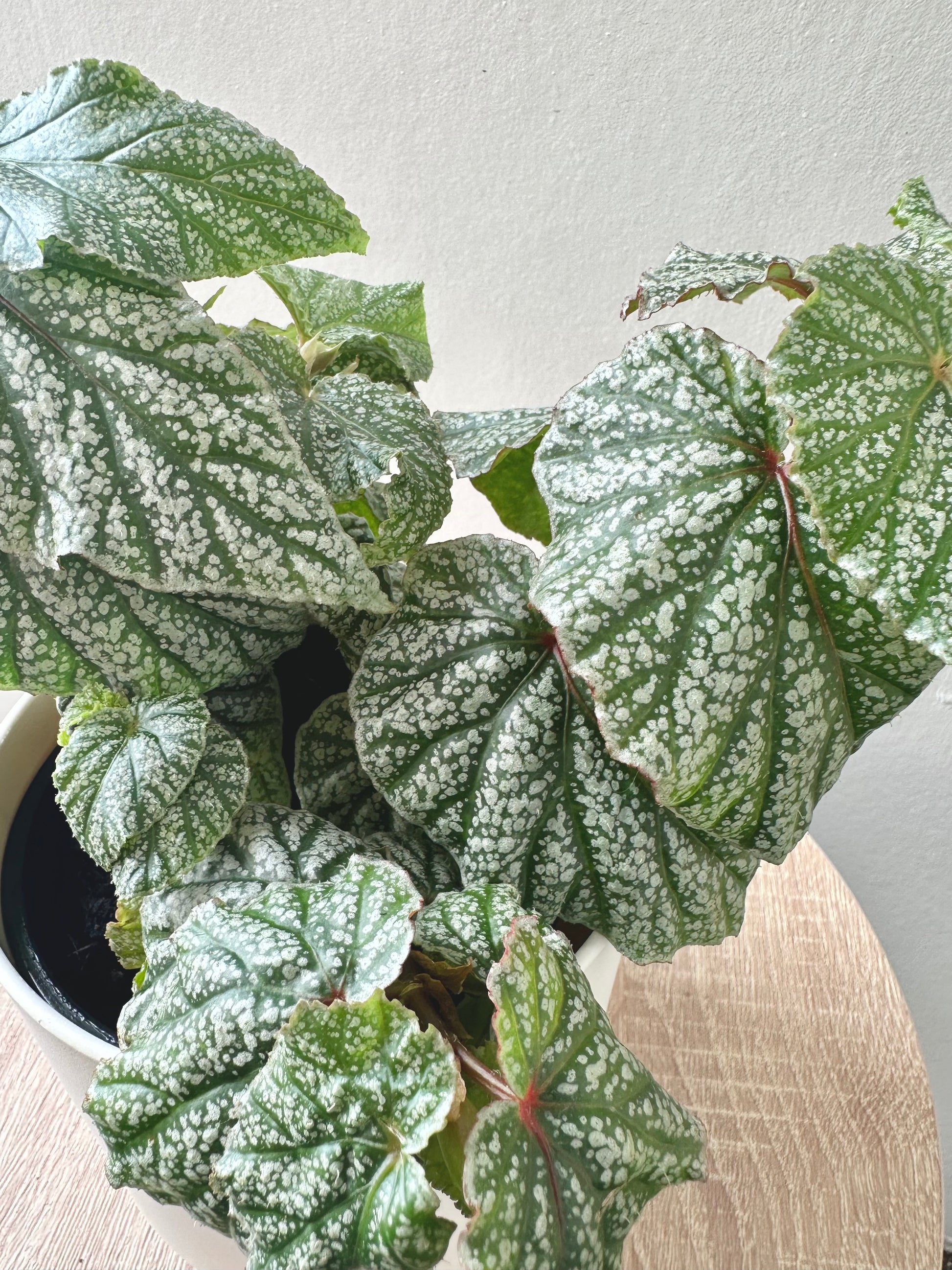 Begonia ‘Don Miller’ 12cm - Urban Lush NZ