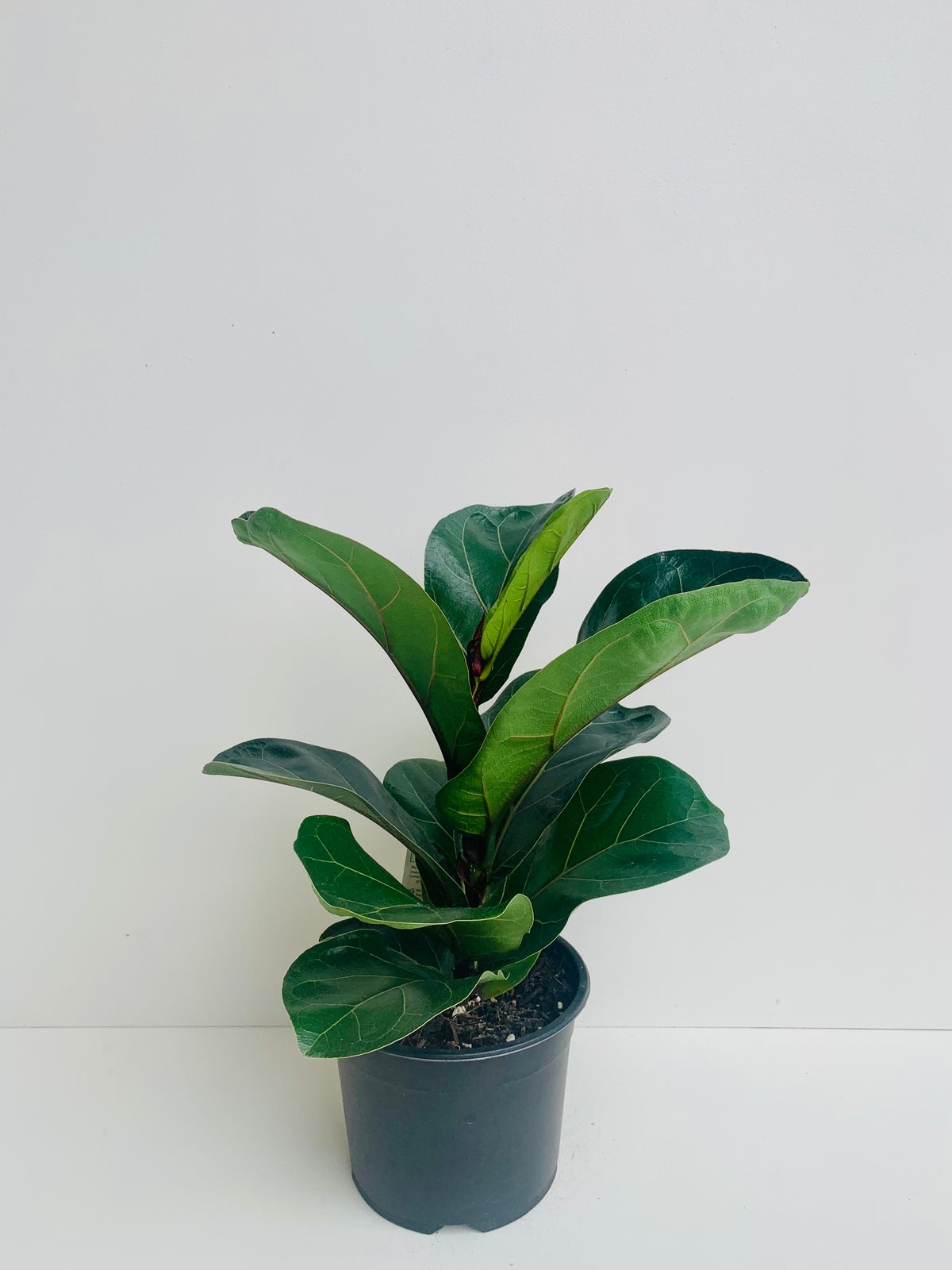 Ficus Bambino 14cm - Urban Lush NZ