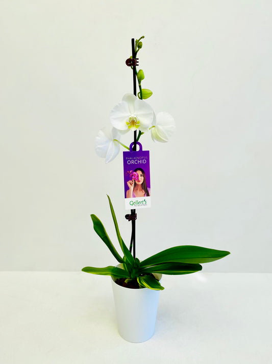 Variegated Orchid - Urban Lush NZ