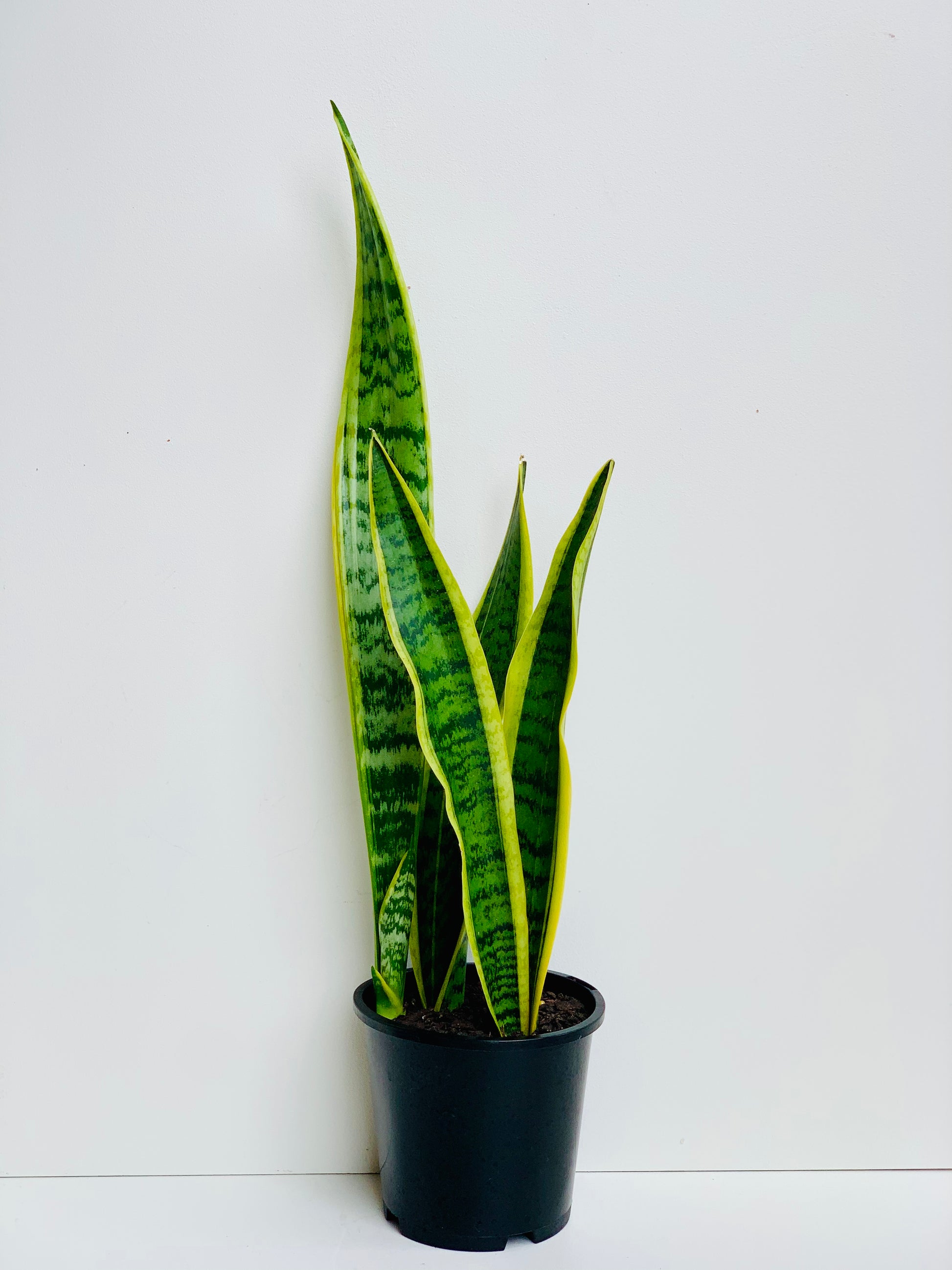 buy snake plant nz Snake Plant | Variegated Sansevieria Snake Plant 14CM