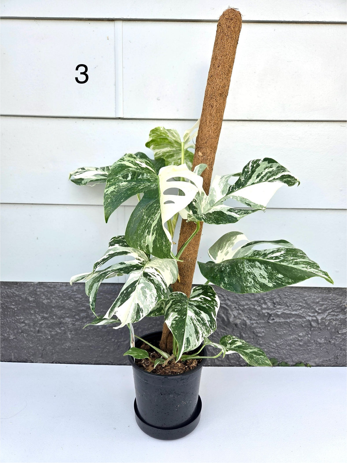 Monstera Deliciosa Albo 17CM - Urban Lush NZ