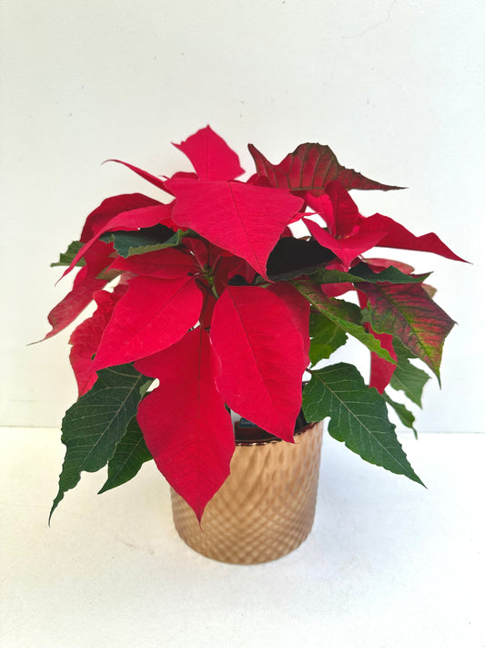 Poinsettia 12CM - Urban Lush NZ