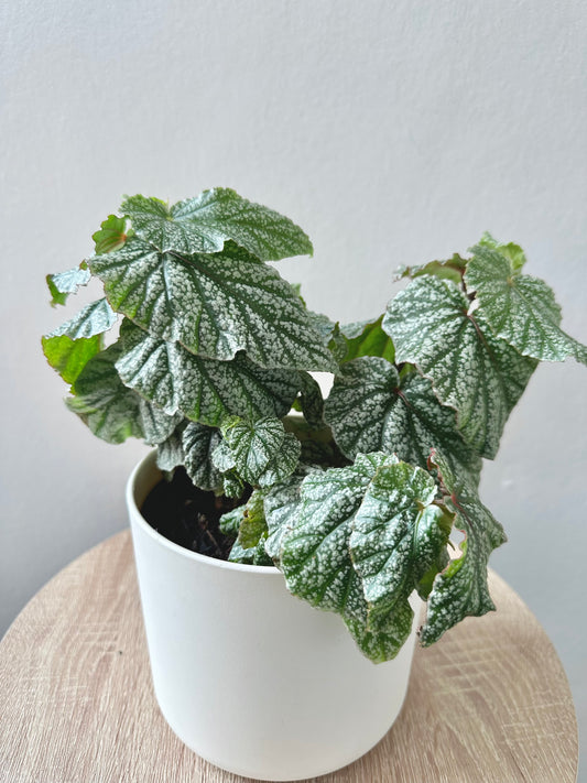 Begonia ‘Don Miller’ 12cm - Urban Lush NZ