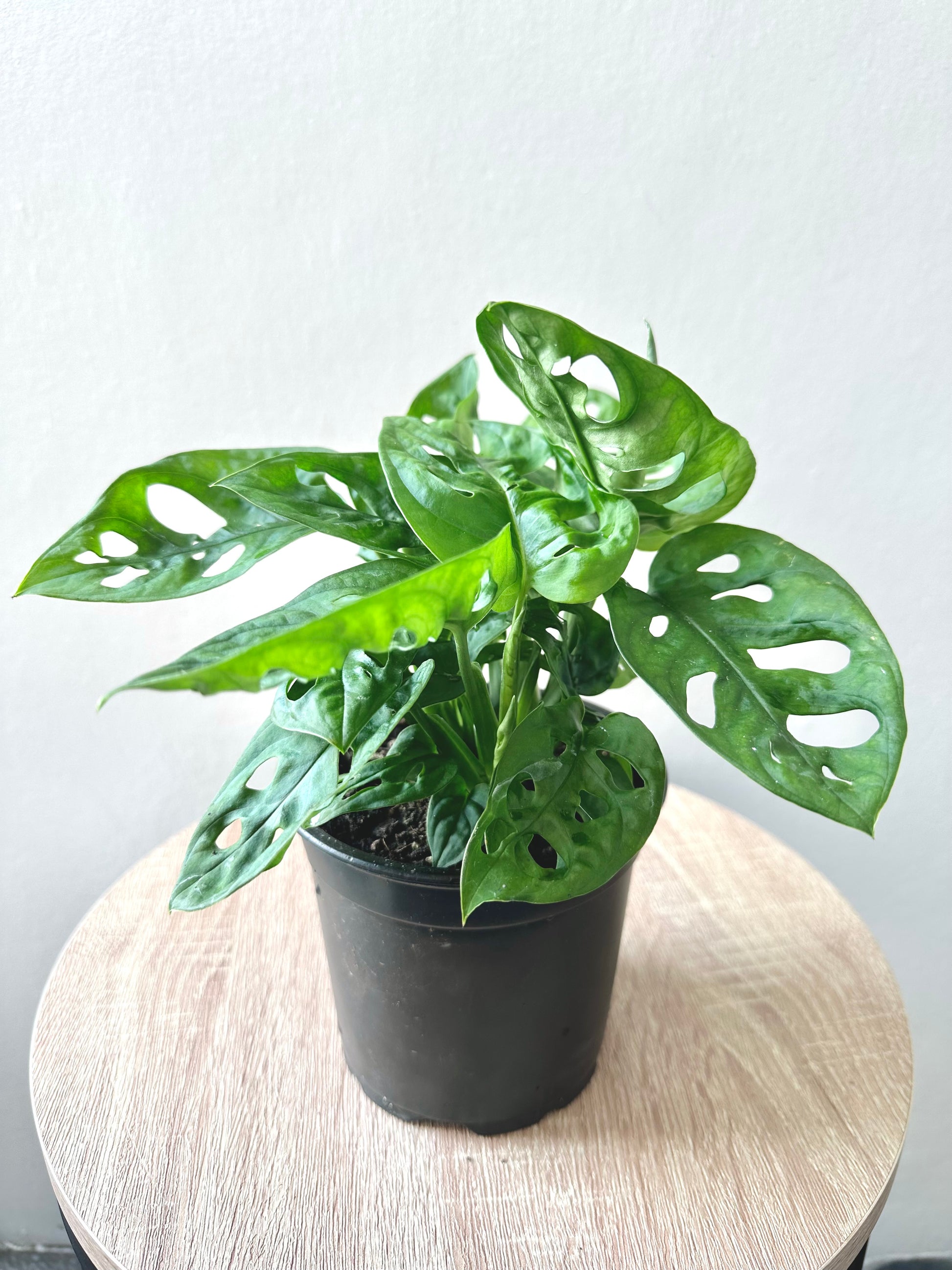 Monstera Monkey Mask 12cm - Urban Lush NZ