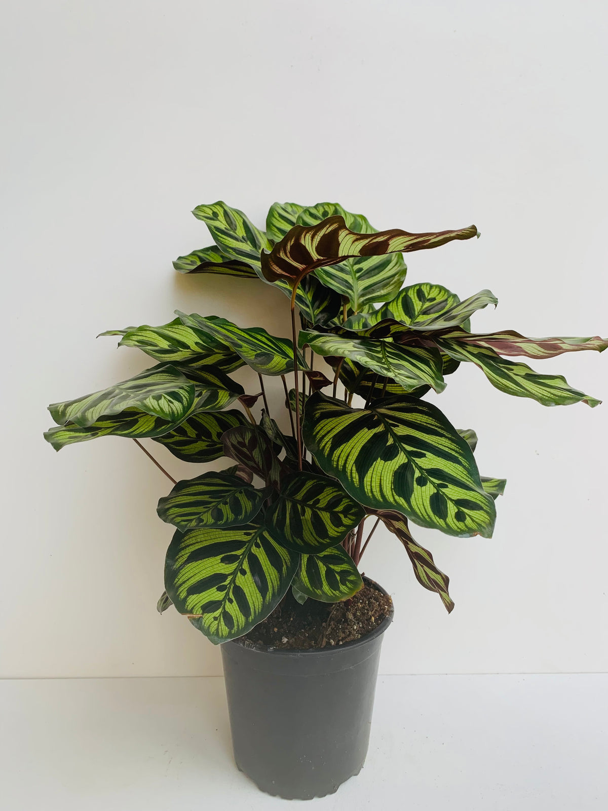 Calathea Makoyana 17cm - Urban Lush NZ