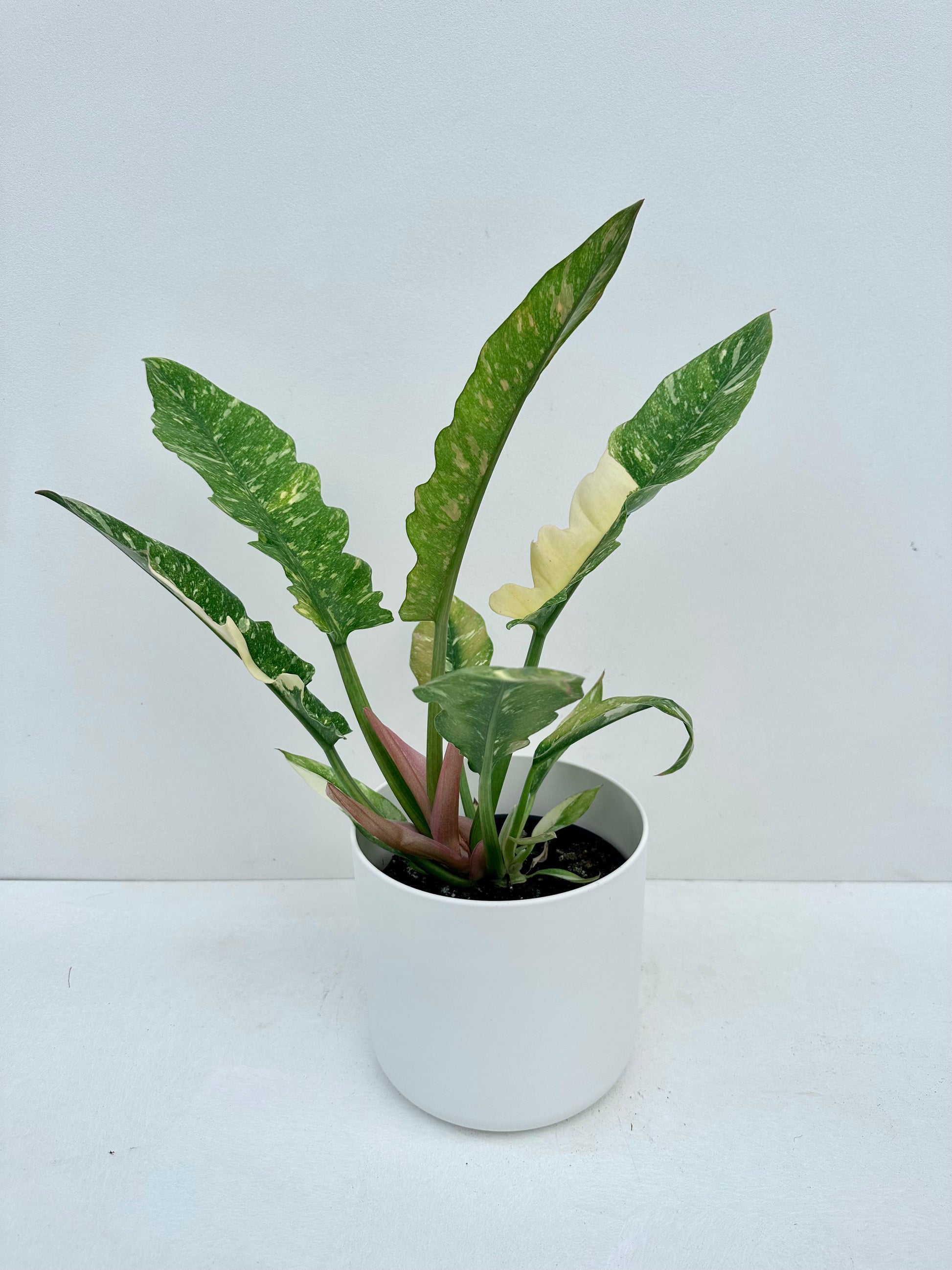 Philodendron Ring of Fire 14cm - Urban Lush NZ