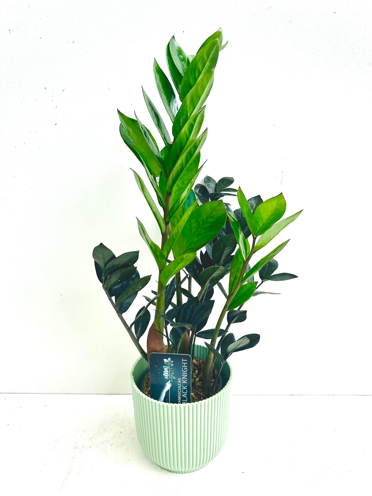 ZZ Plant - Zamioculcas Zamiifolia Black Knight 12CM