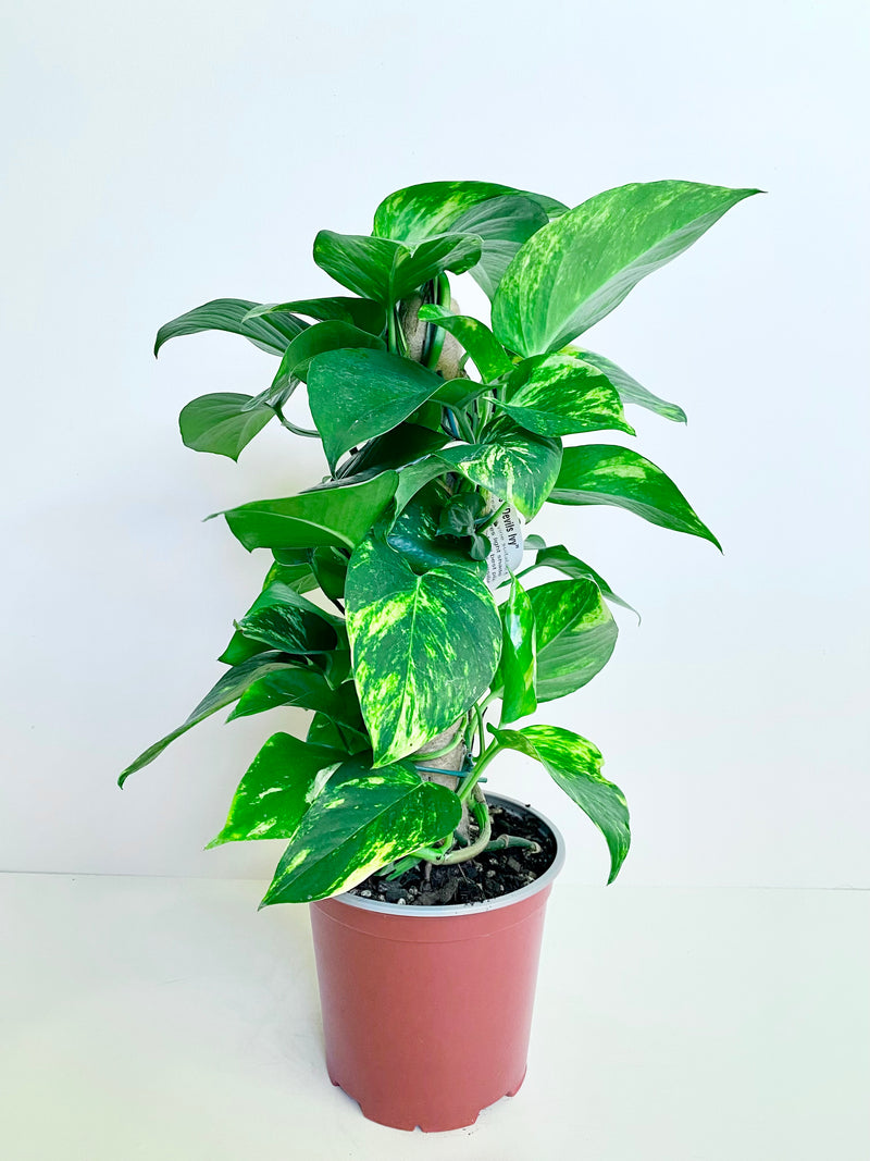 Epipremnum ‘Devils Ivy’ 3.5L - Urban Lush NZ