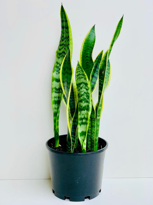 Sansevieria Tri Variegated (Snake Plant) 4.5L - Urban Lush NZ