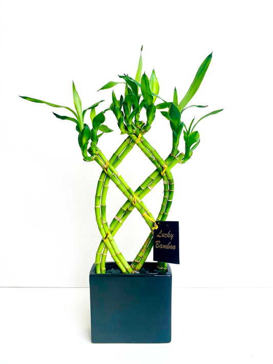 Lucky Bamboo Weave - Urban Lush NZ