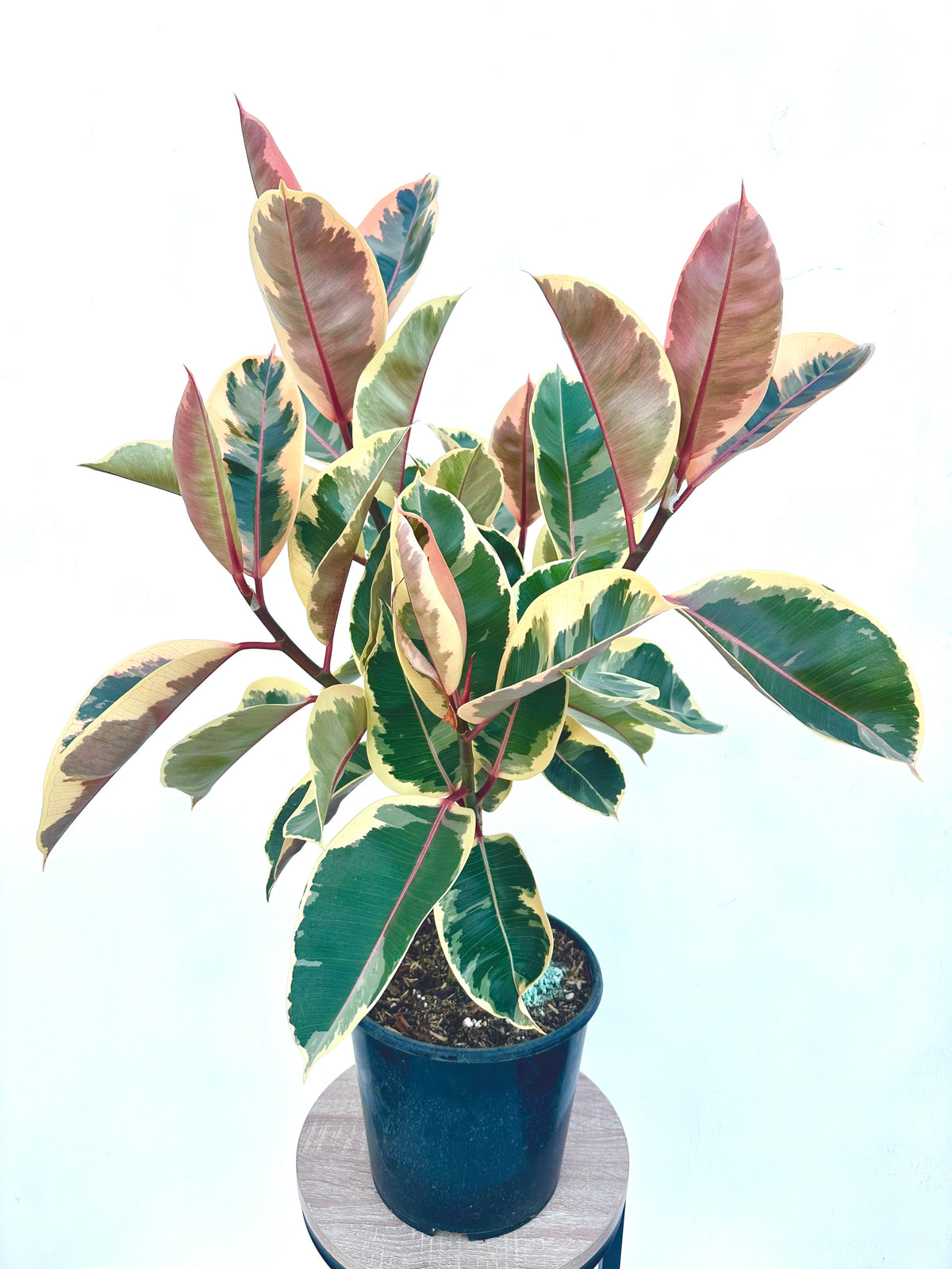 Ficus Tineke Multi Branched 6L