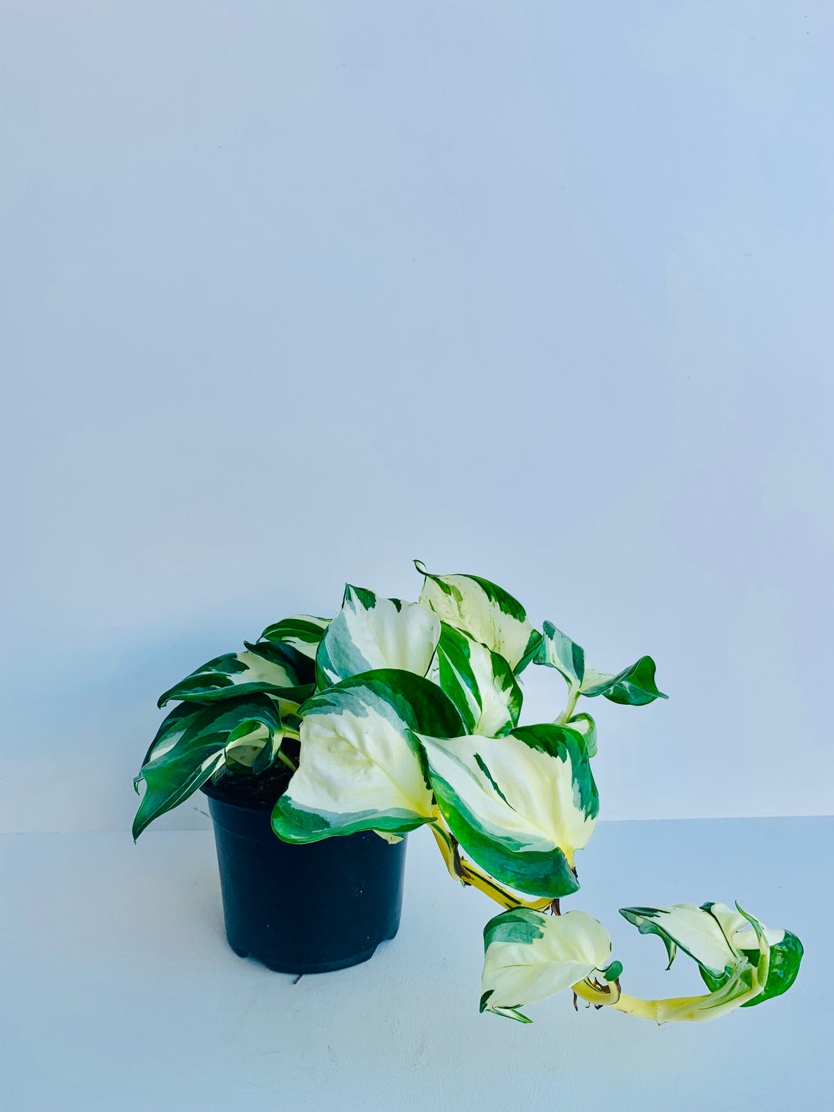 Epipremnum Aureum Manjula Pothos 14cm - Urban Lush NZ