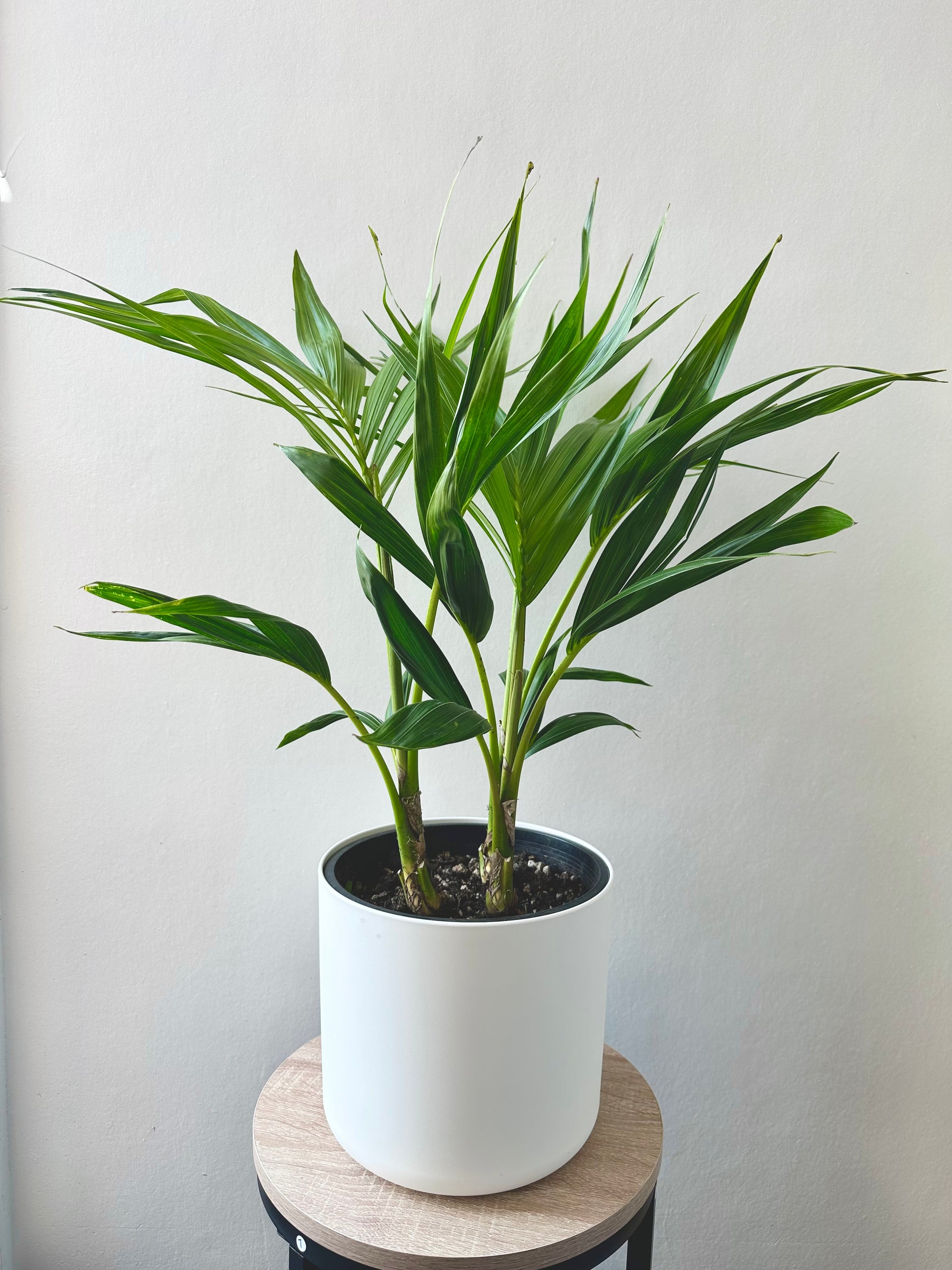 Kentia Palm - Howea Forsteriana Tripple Planted 5.5L - Urban Lush NZ