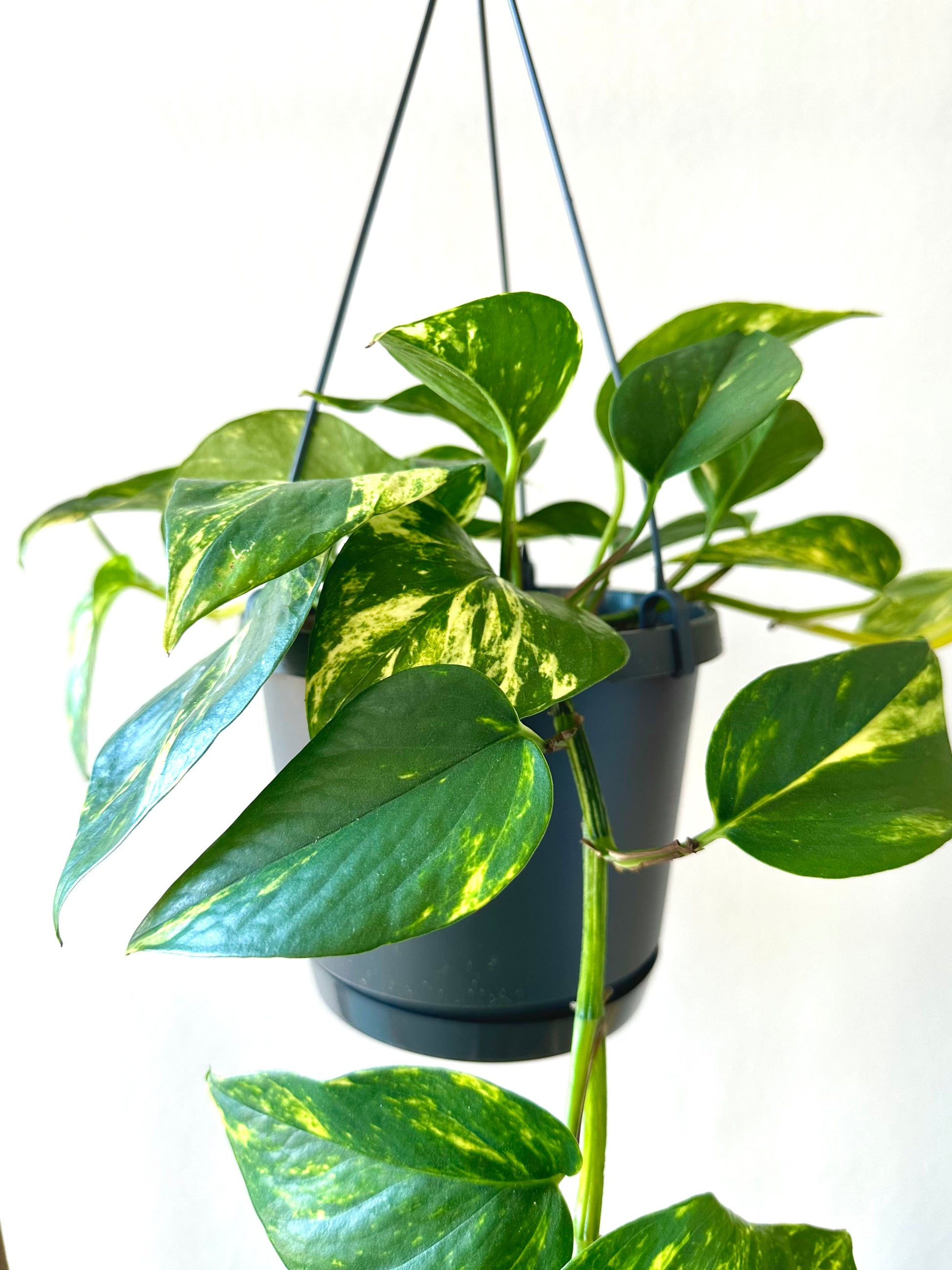 golden pothos nz Devils Ivy | Epipremnum Aureum Golden Pothos 17CM