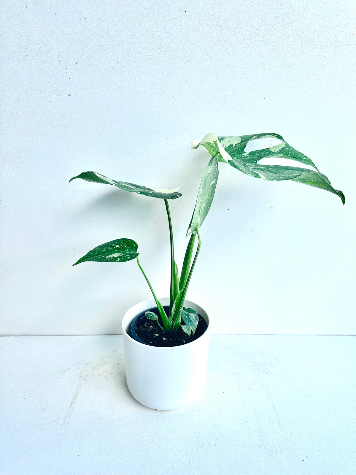 Monstera Thai Constellation 12CM