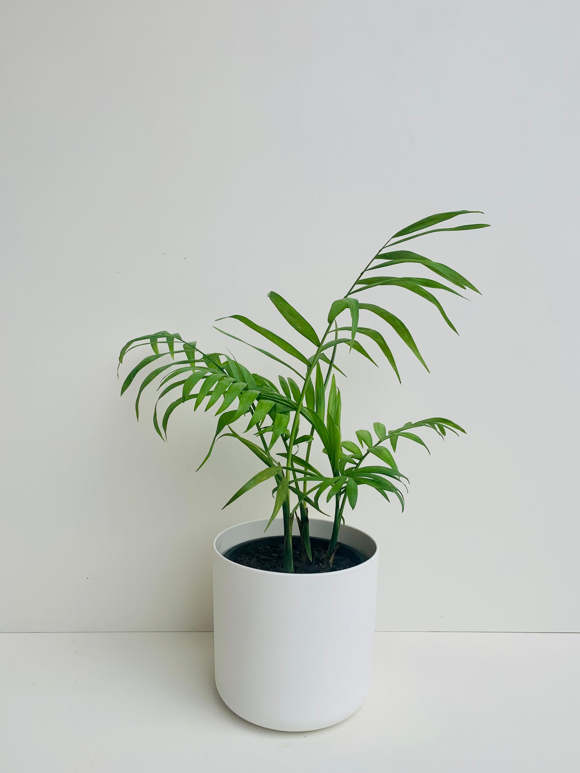 parlor palm nz Parlor Palm | Chamaedorea Elegans 12CM