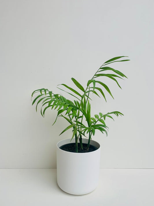Chamaedorea Elegans 12cm - Urban Lush NZ