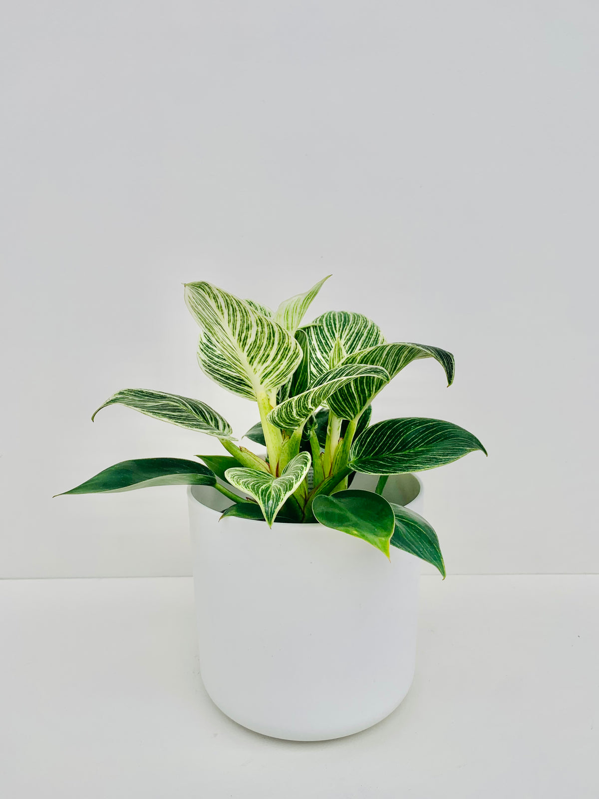 Philodendron Birkin 12cm - Urban Lush NZ