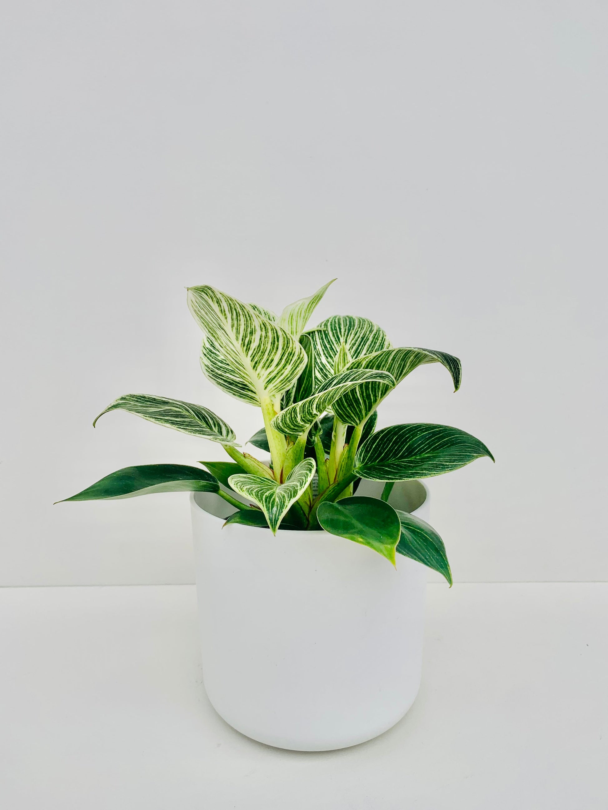 Philodendron Birkin 14cm - Urban Lush NZ