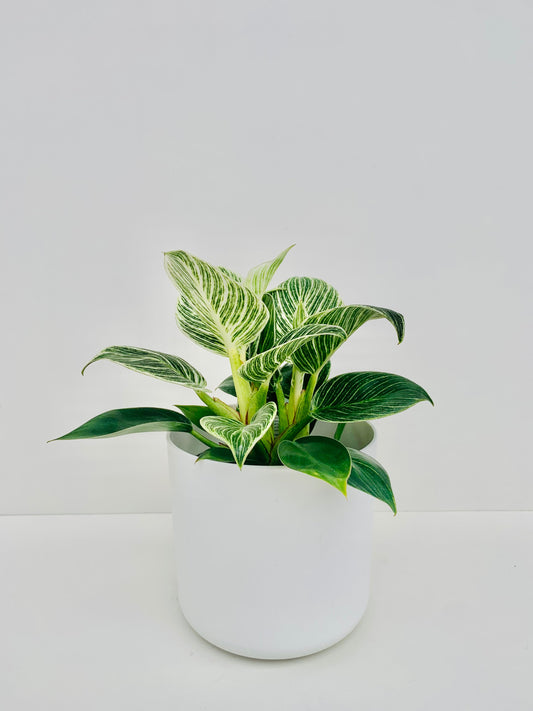 Philodendron Birkin 14cm - Urban Lush NZ