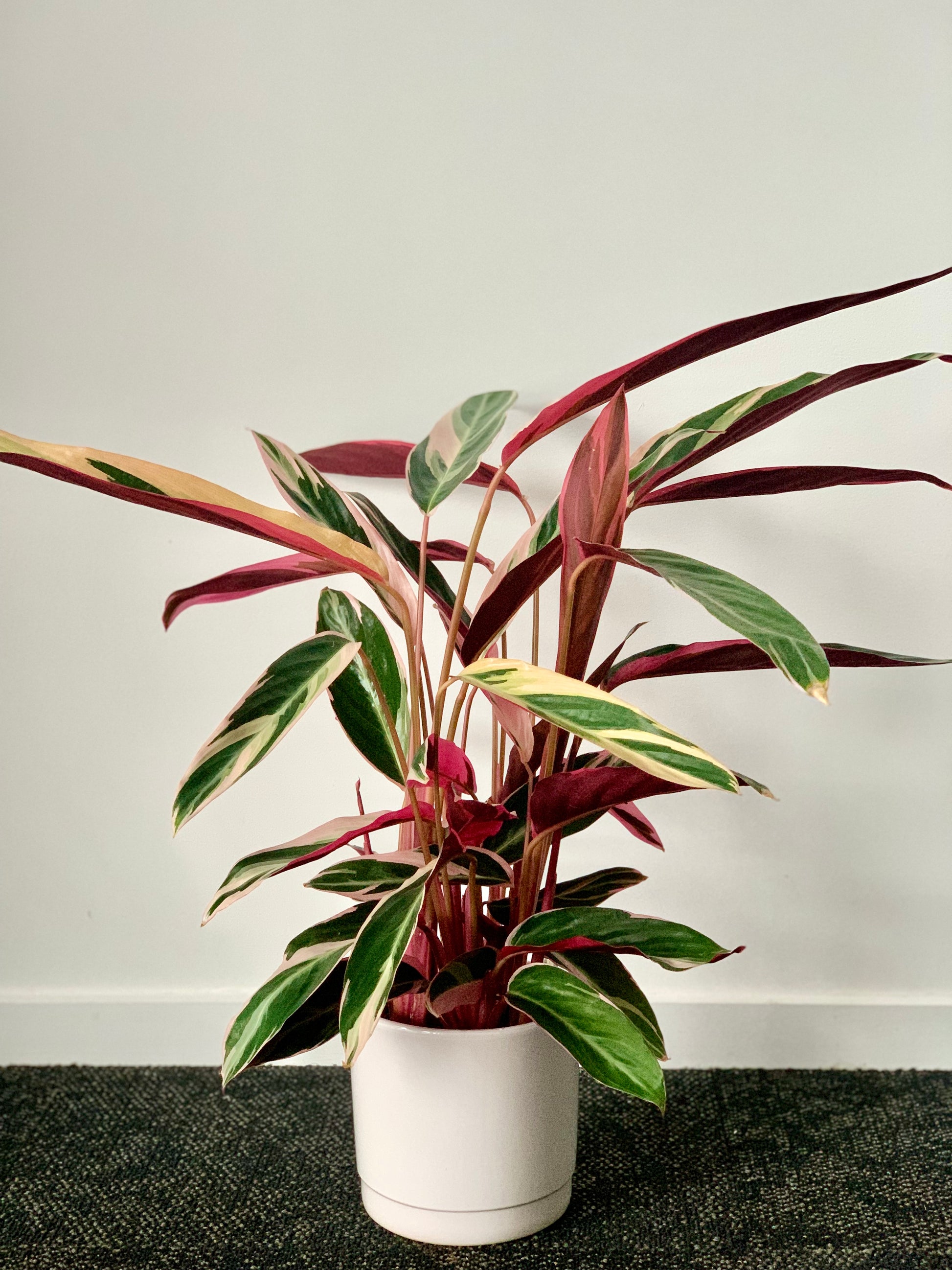 Stromanthe Triostar 14cm - Urban Lush NZ