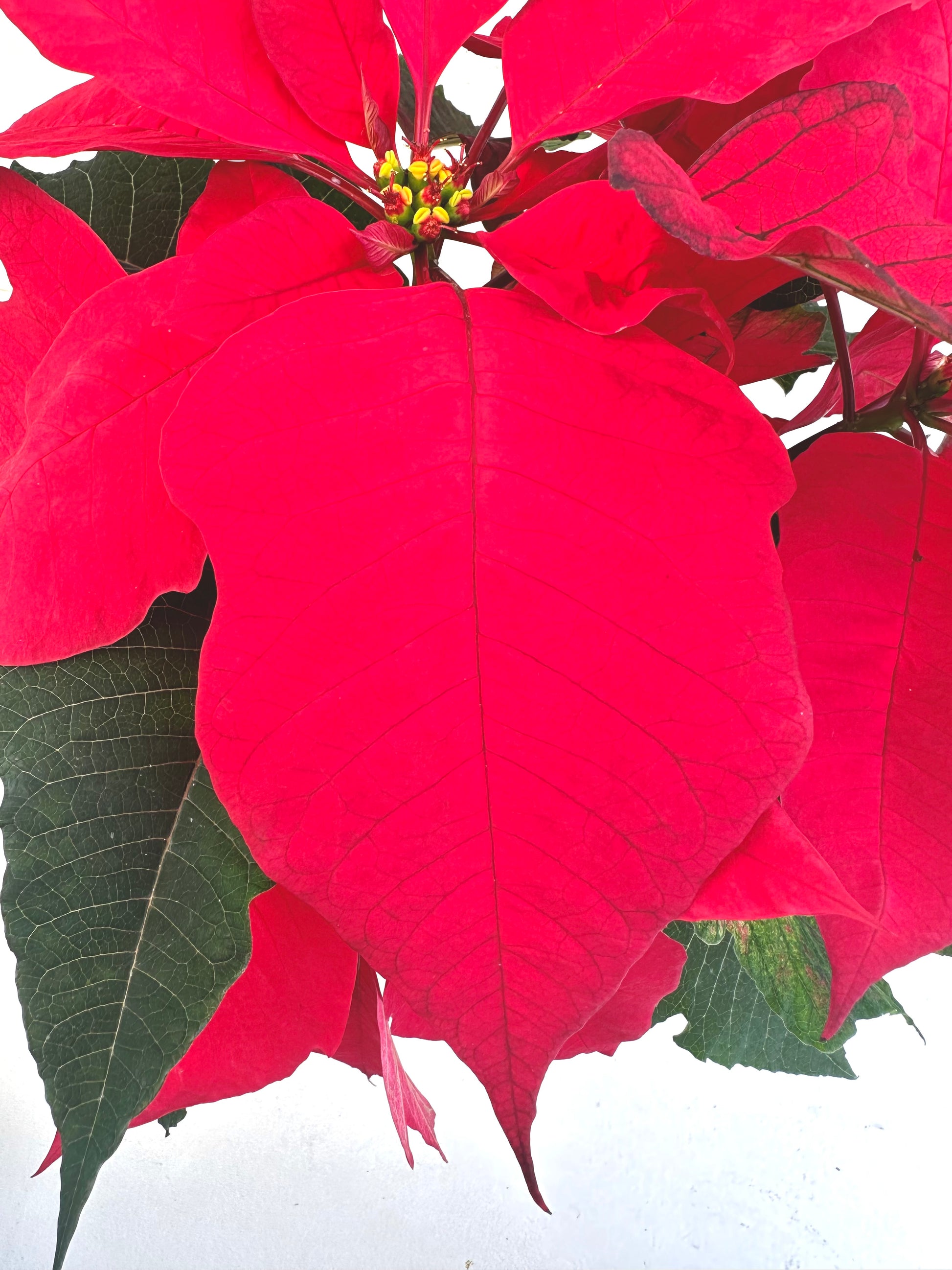 Poinsettia 12CM - Urban Lush NZ