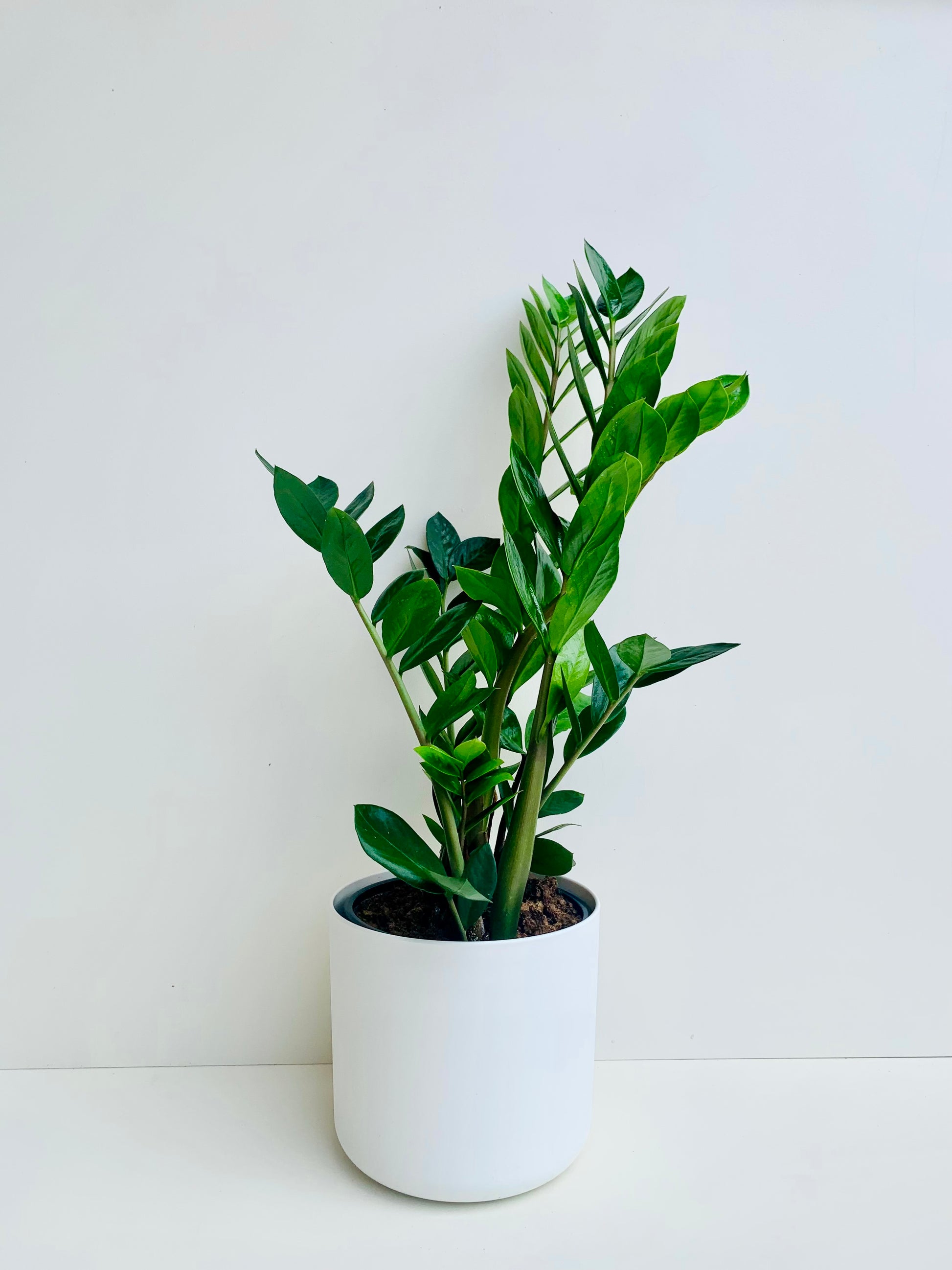 Zamioculcas zamiifolia - ZZ Plant - 23cm - Urban Lush NZ
