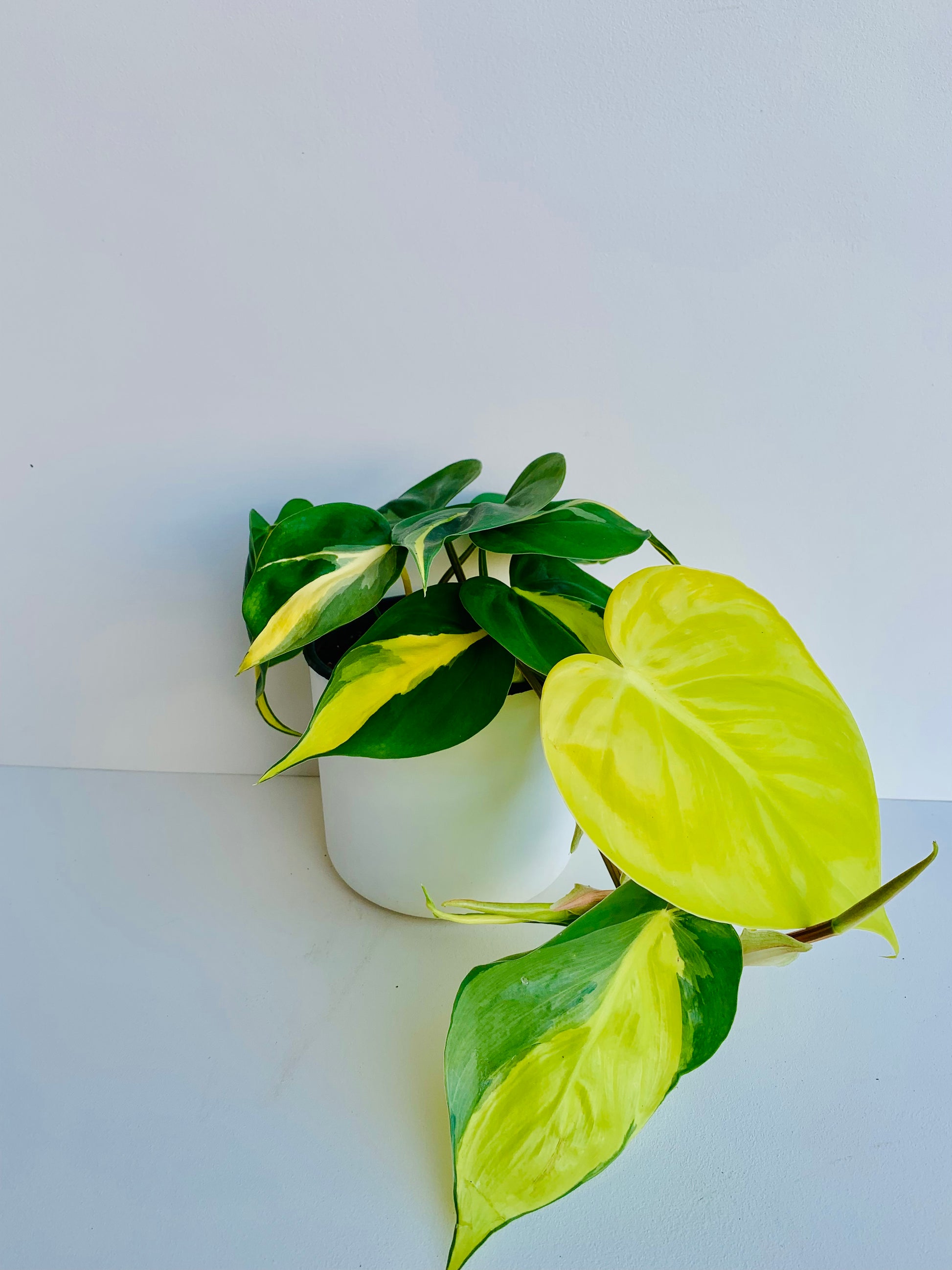 Philodendron Brasil 14cm - Urban Lush NZ