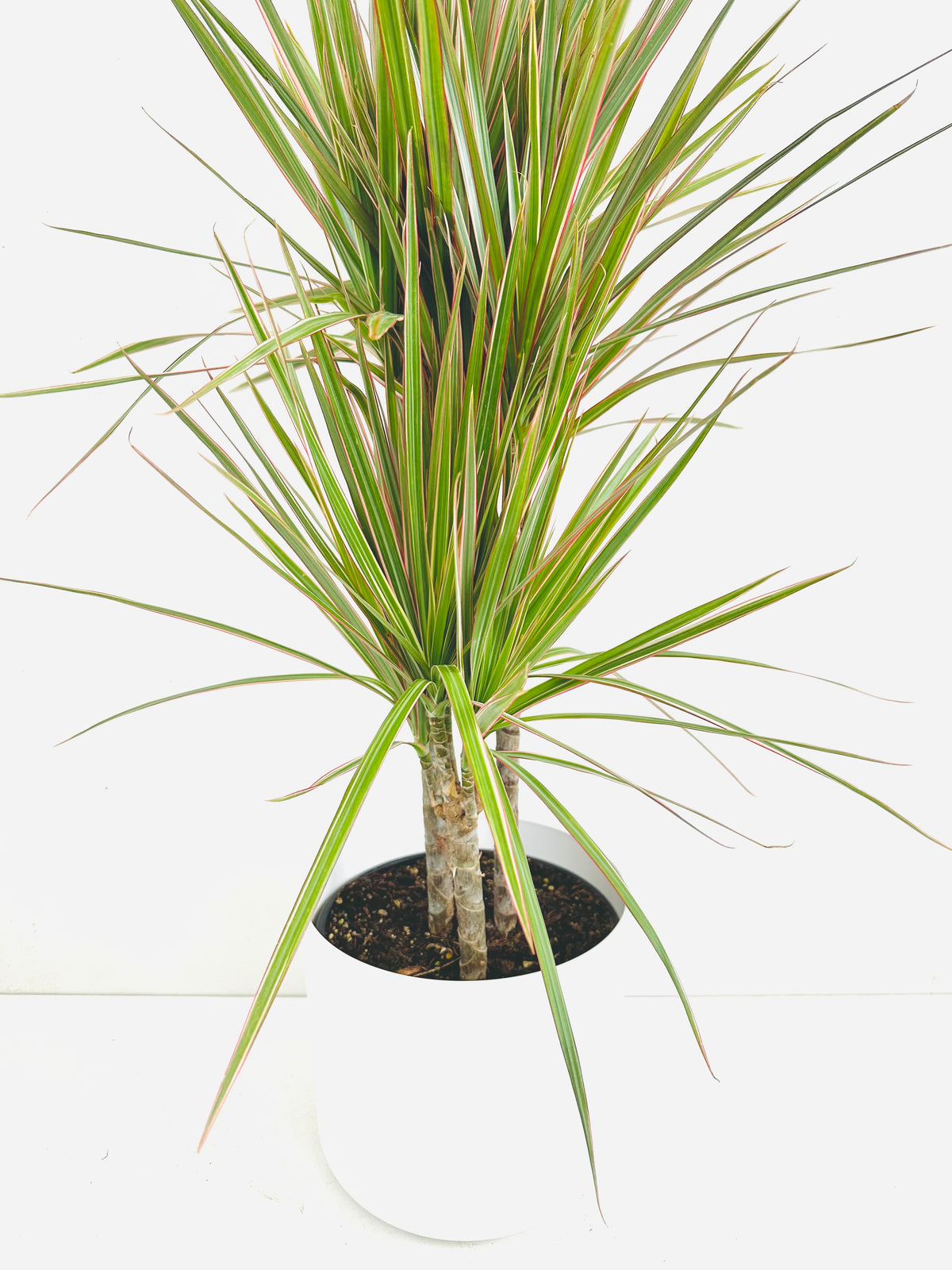 Dracaena Marginata Bicolour Tripple Planted 4.5L