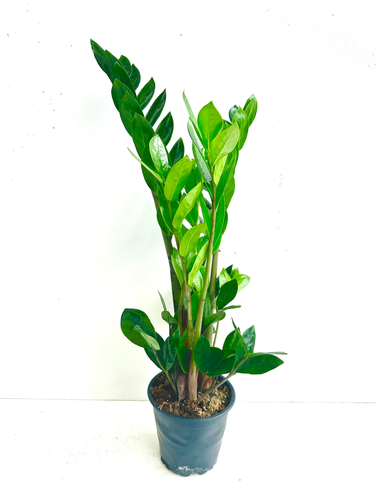 ZZ Plant - Zamioculcas Zamiifolia 12CM