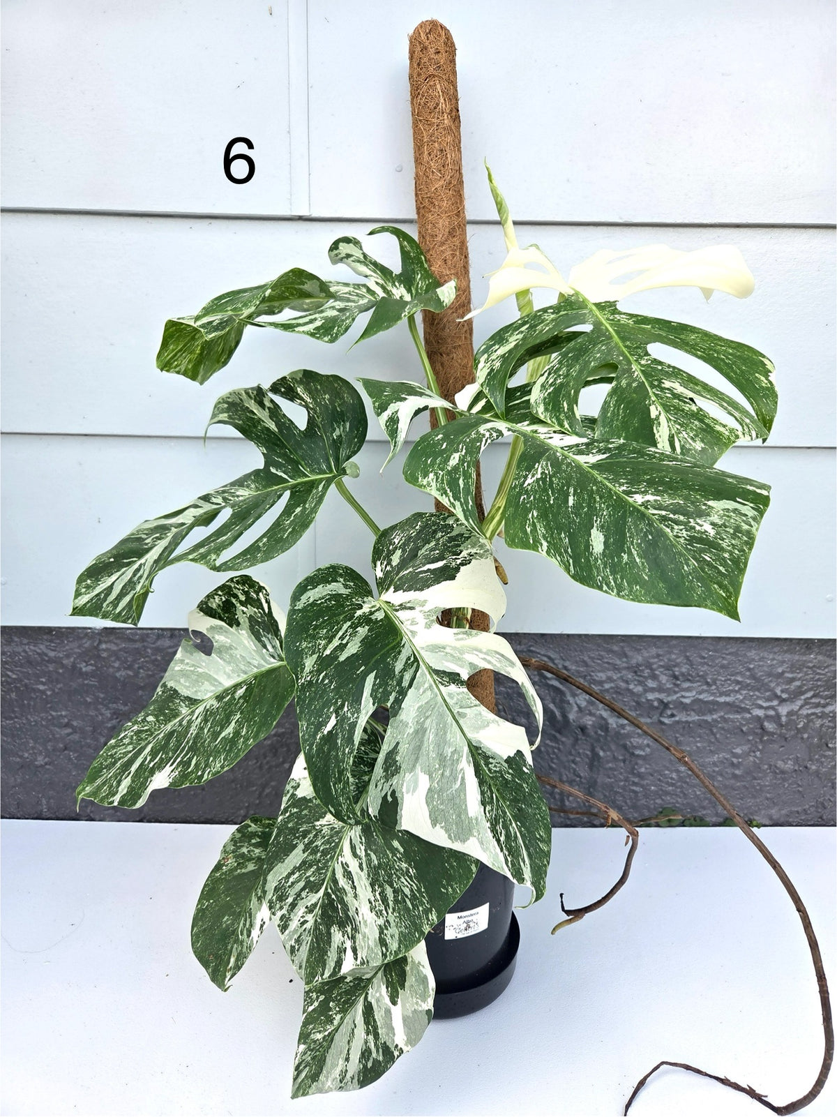Monstera Deliciosa Albo 17CM - Urban Lush NZ