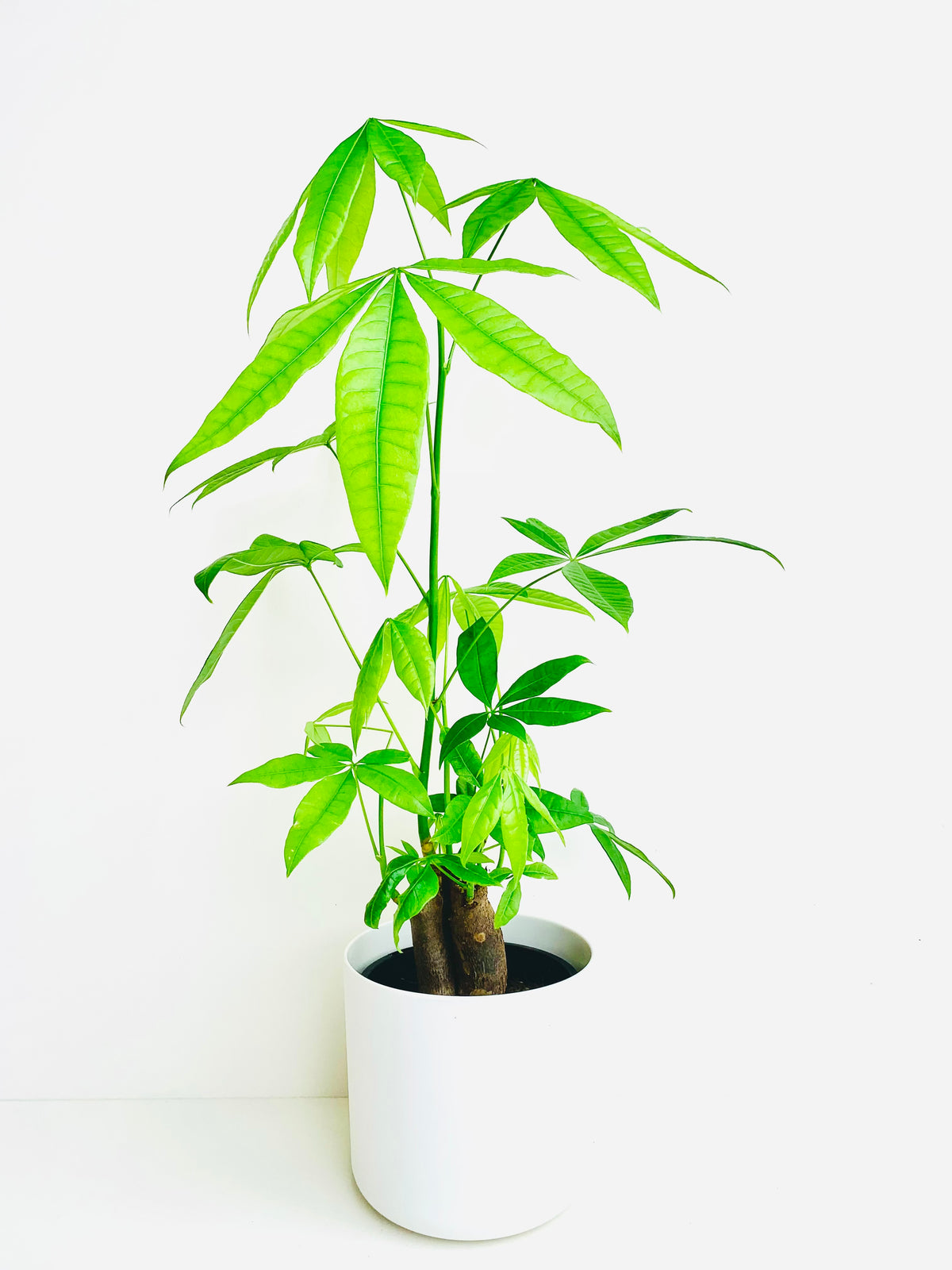 Pachira Triple Planted Money Tree 14CM