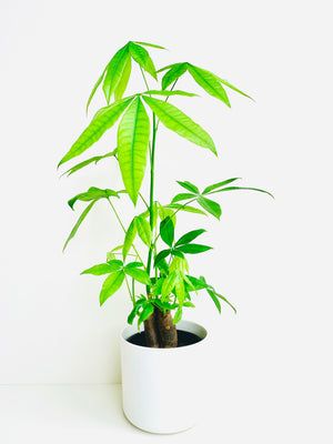 Pachira Triple Planted Money Tree 14CM - Urban Lush NZ