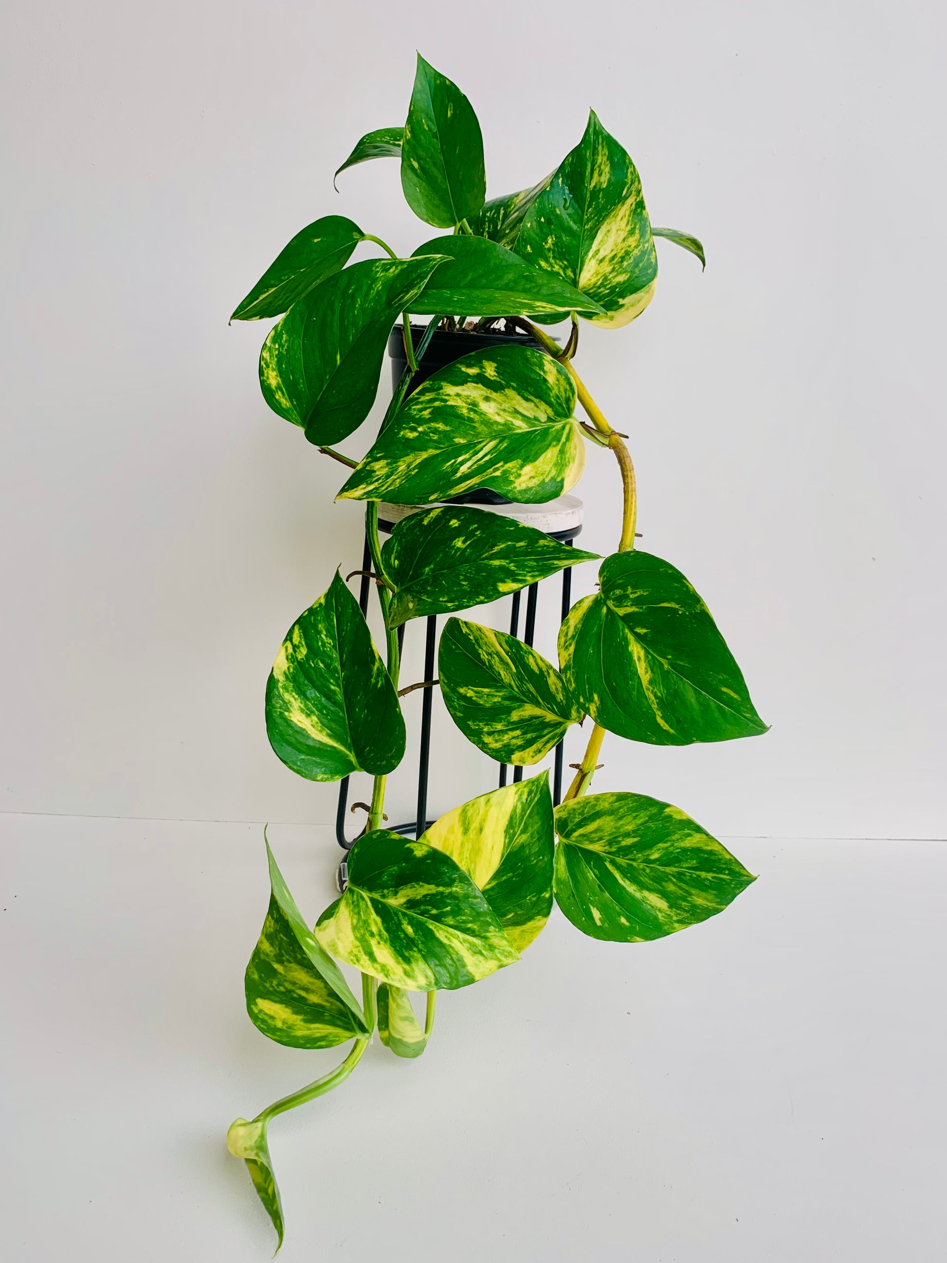 Epipremnum Aureum Golden Pothos 12cm - Urban Lush NZ