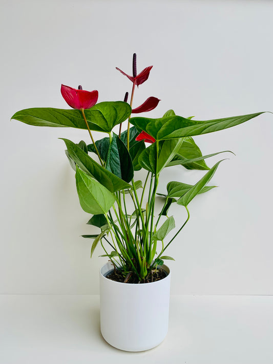 Anthurium Red Buggati 15CM - Urban Lush NZ
