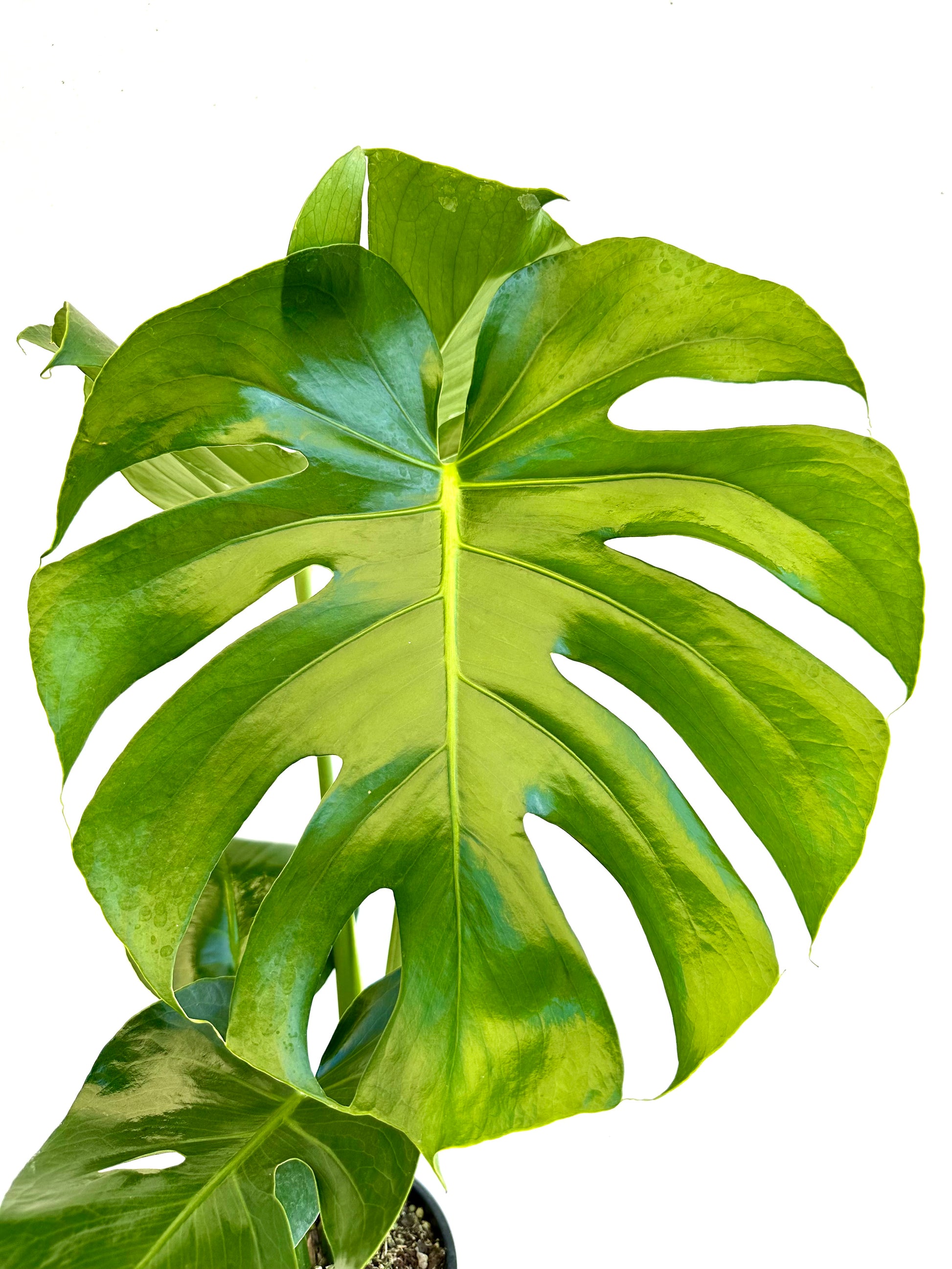 philodendron fruit salad Monstera Deliciosa | Fruit Salad Plant 3.5L