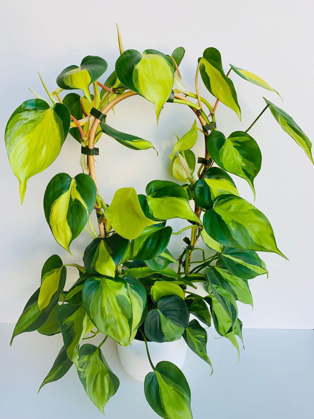 Philodendron Brasil Bamboo