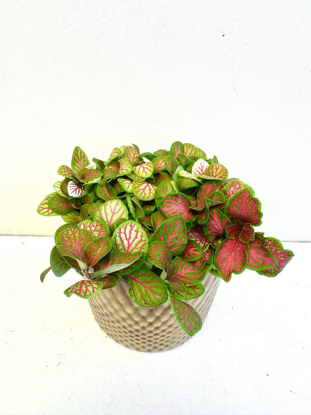 Fittonia Assorted in Ceramics 9CM