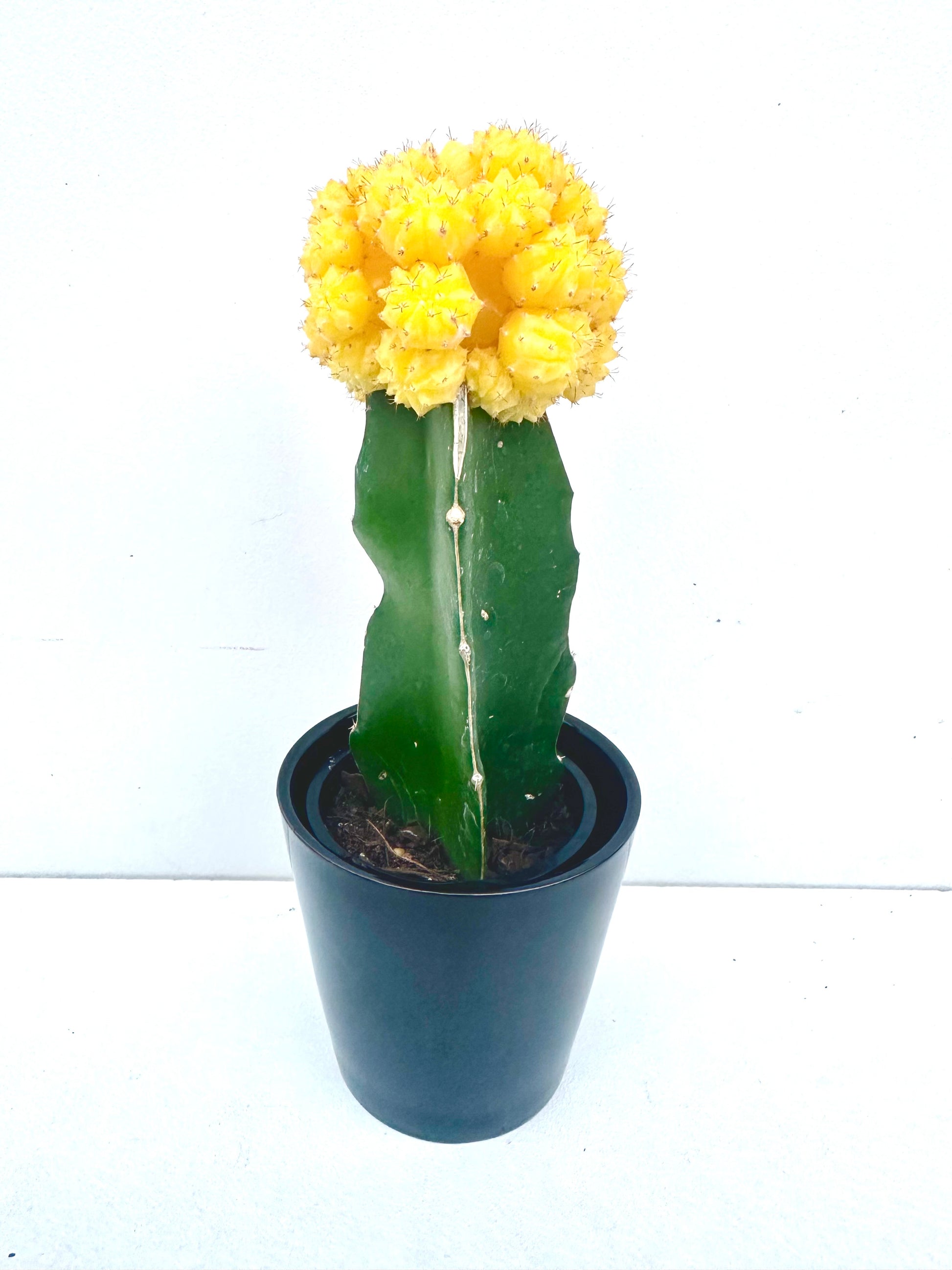 Grafted Cactus in Ceramics - Urban Lush NZ