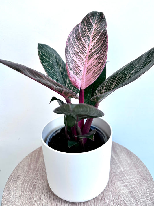 Philodendron Birkin Pink 12CM