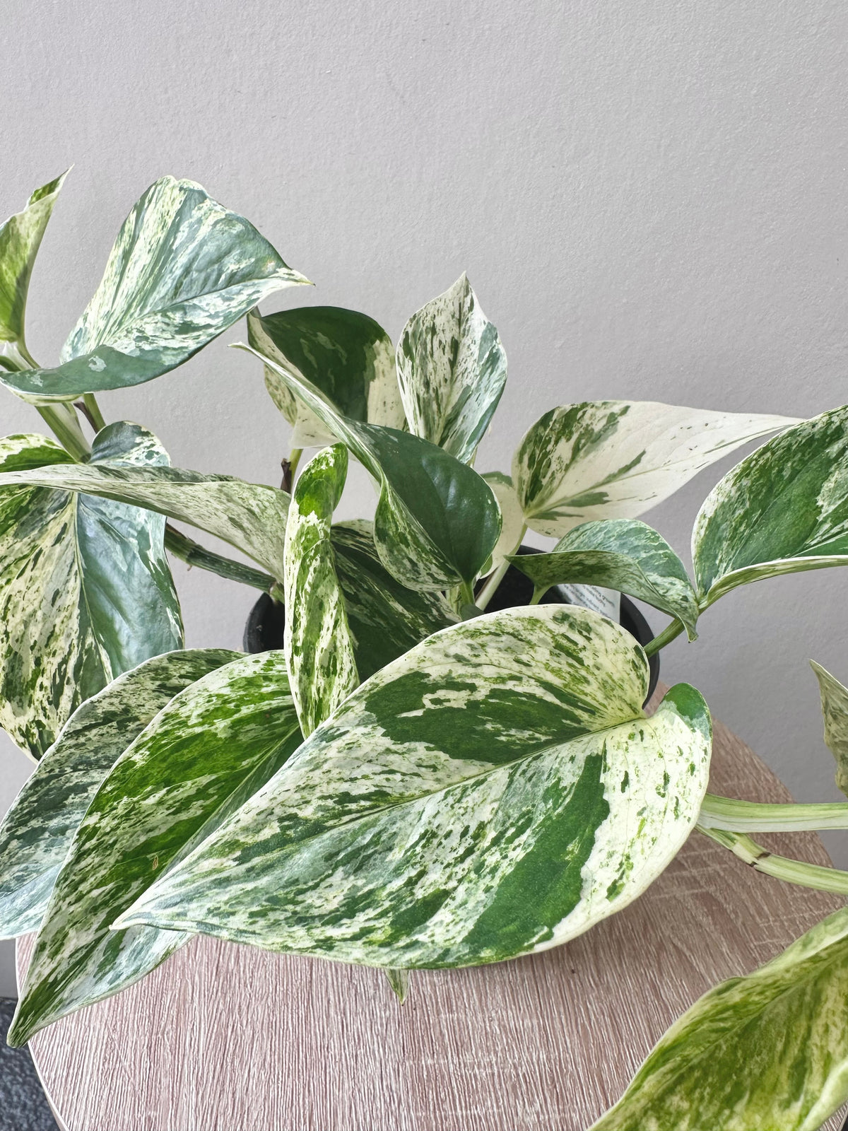 Epipremnum Marble Queen 14cm