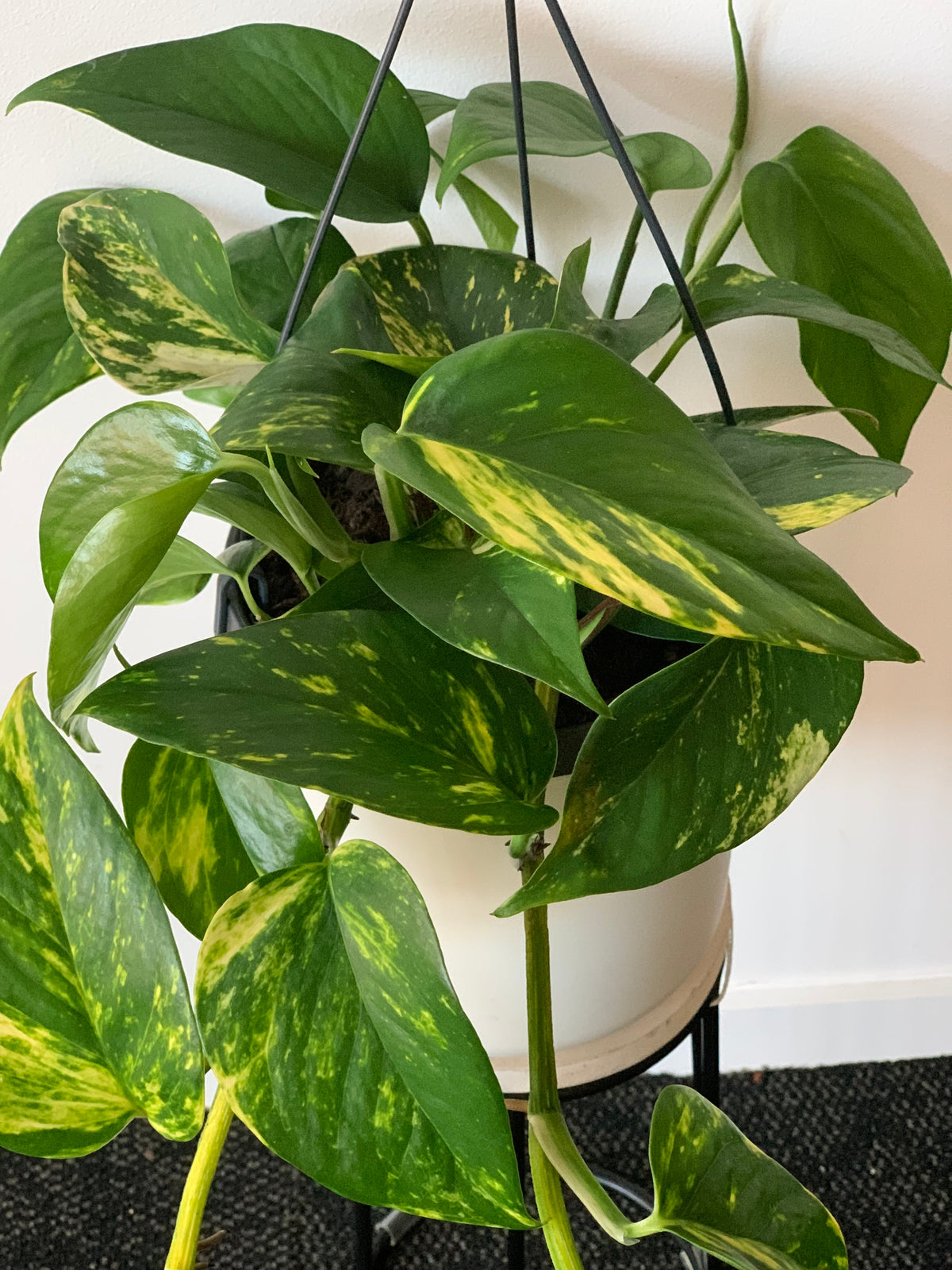 Epipremnum Aureum Golden Pothos 17cm - Urban Lush NZ