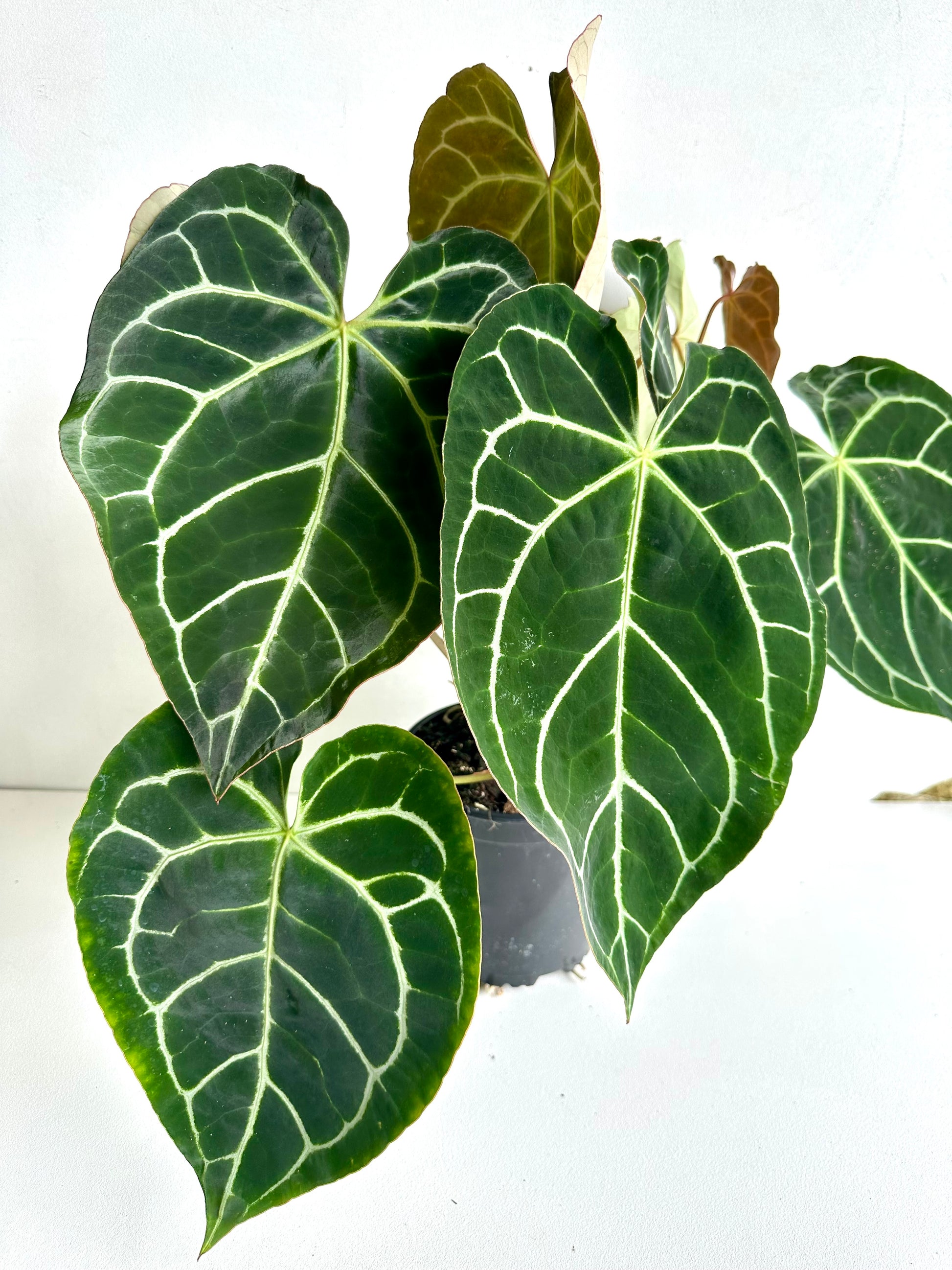 Anthurium Crystallinum 17CM - Urban Lush NZ