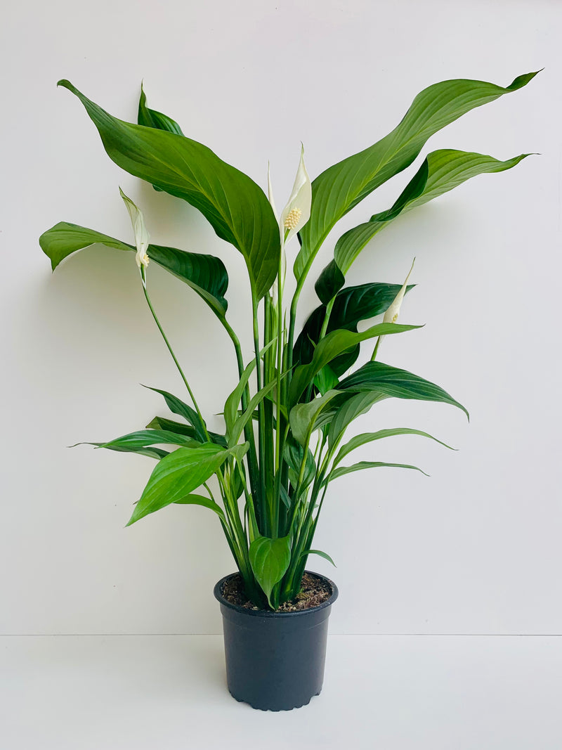 Spathiphyllum Sylvana - Peace Lily 15cm - Urban Lush NZ